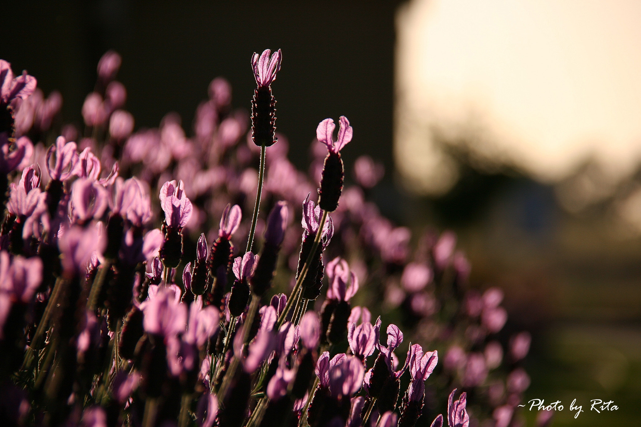 Canon EOS 20D + Canon EF 28mm F2.8 sample photo. Greeting from flower blossoms photography