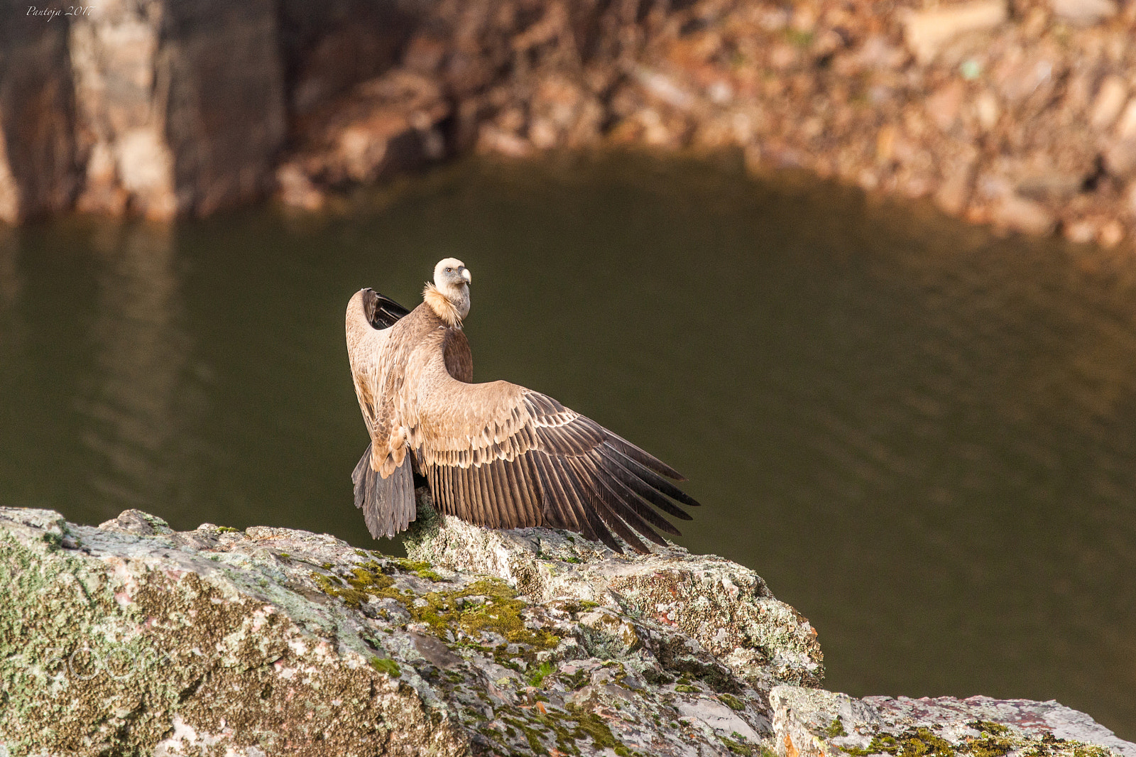 Sony Alpha DSLR-A900 + Sony 70-400mm F4-5.6 G SSM sample photo. Griffon photography