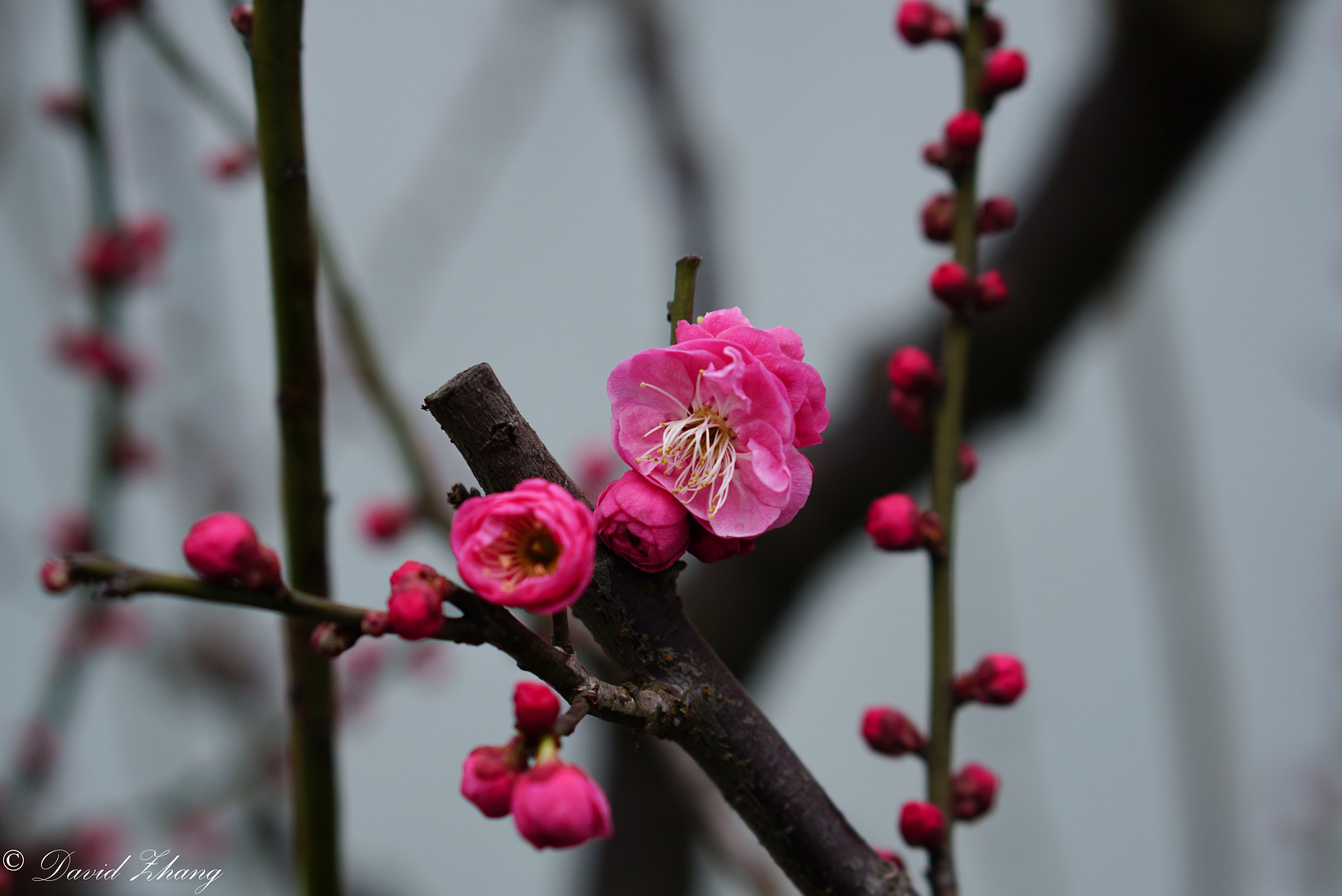 E 50mm F1.8 OSS sample photo. Plum photography