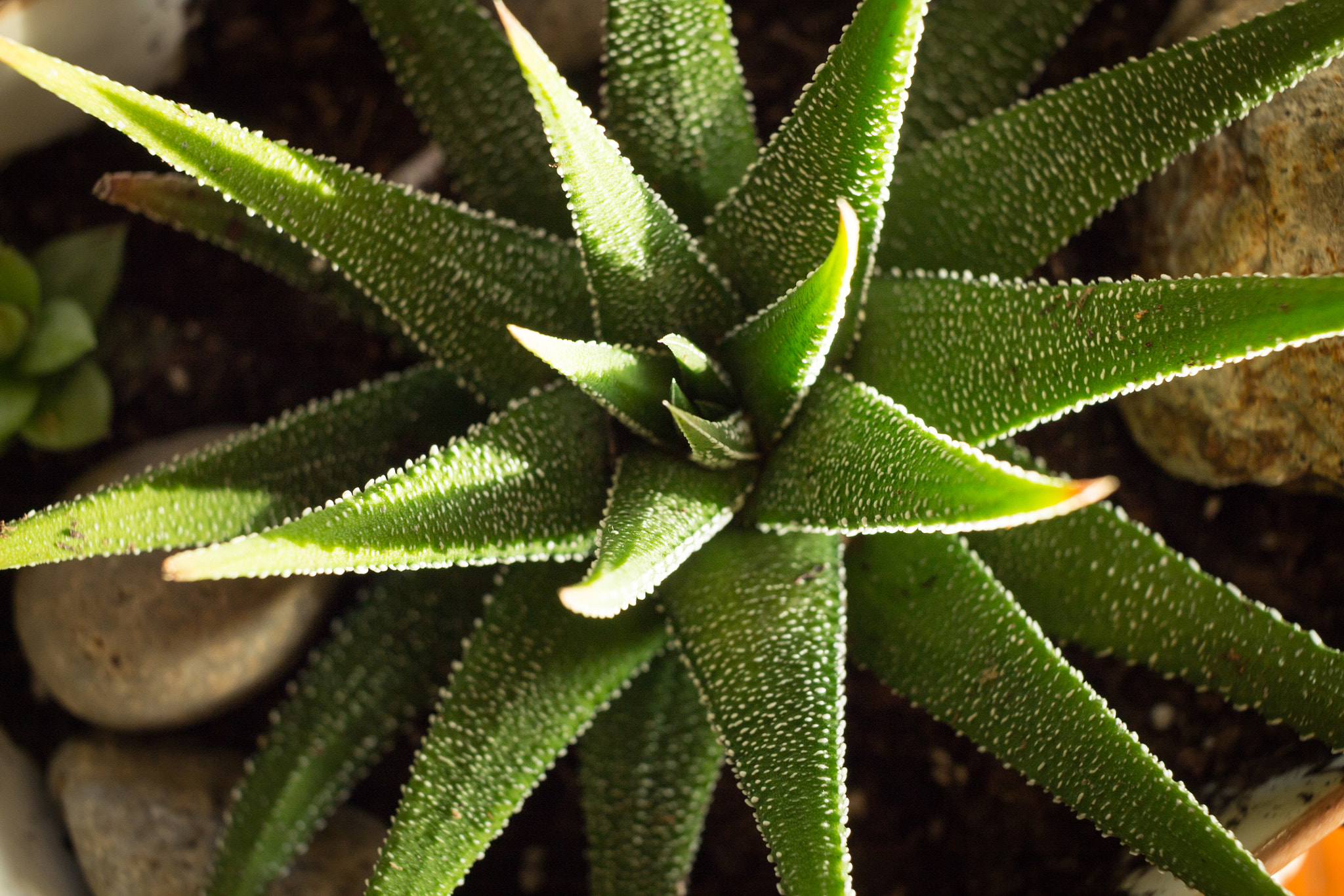 Canon EF-S 24mm F2.8 STM sample photo. Haworthia photography