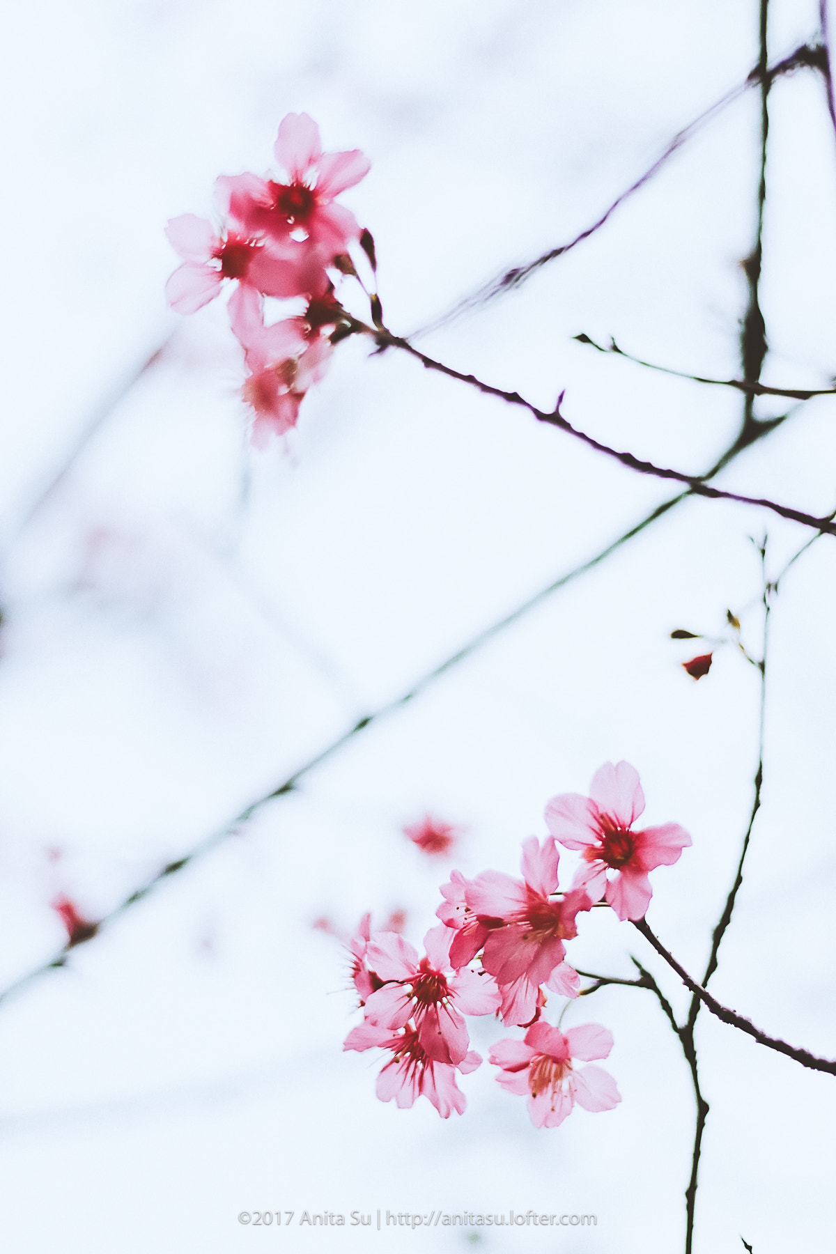 Canon EF 50mm F1.8 II sample photo. 赏樱。hanami photography