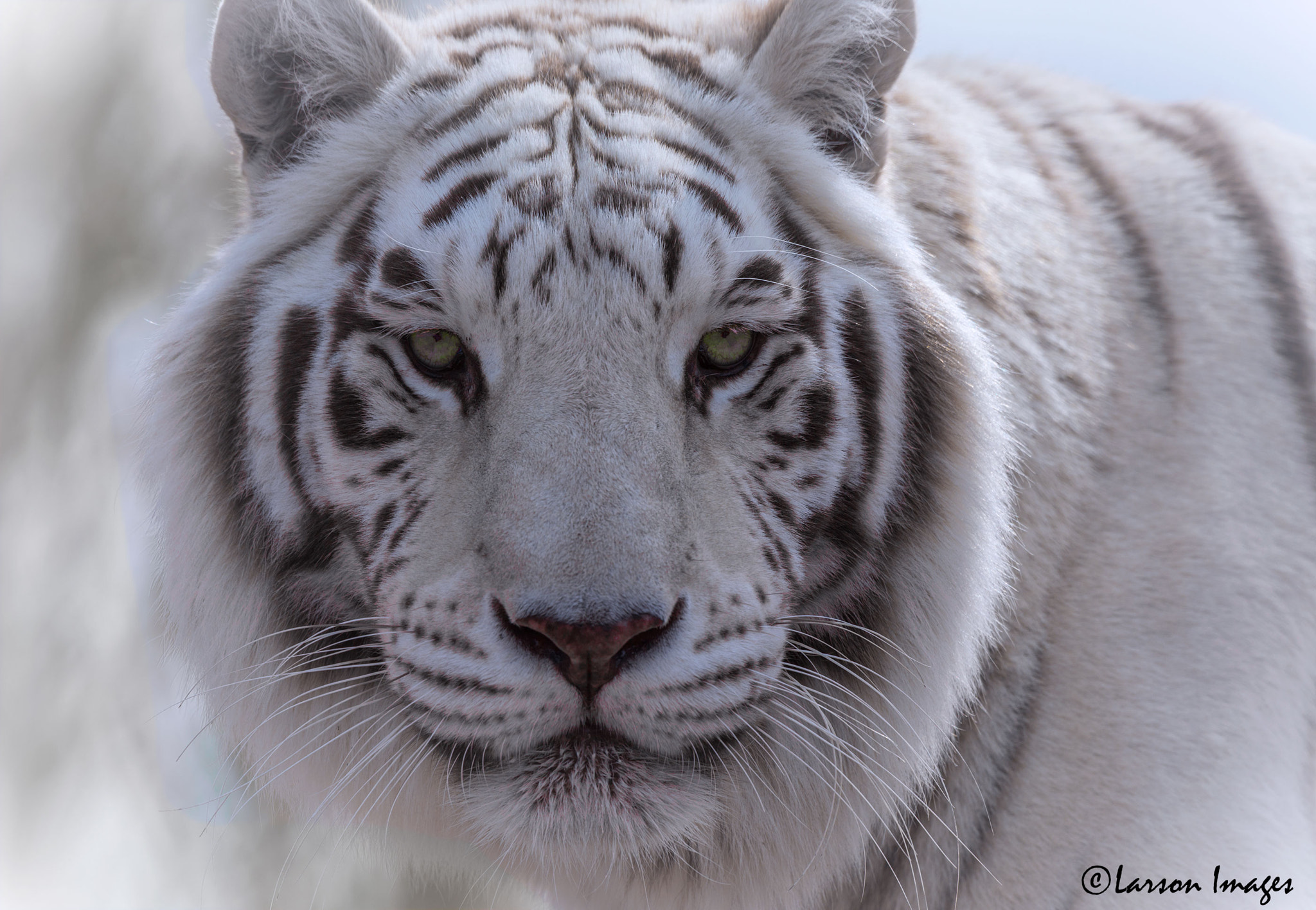 Tamron SP 150-600mm F5-6.3 Di VC USD sample photo