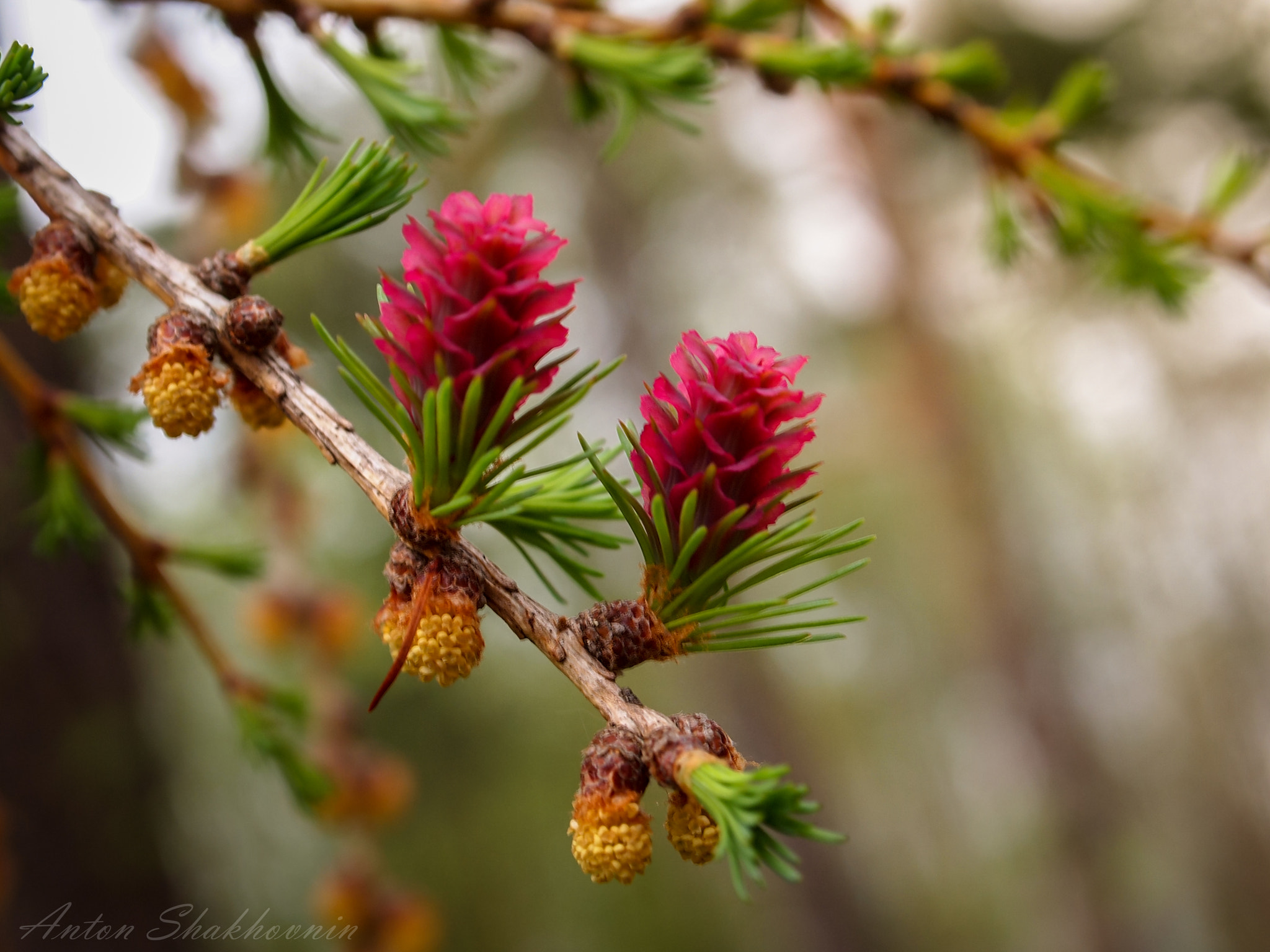 Olympus PEN E-PL1 sample photo. Larch flowers photography