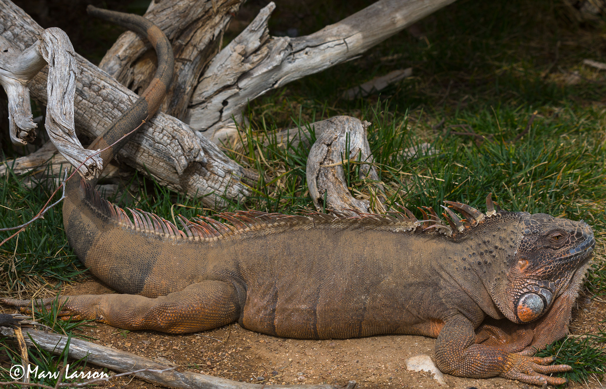 Tamron SP 150-600mm F5-6.3 Di VC USD sample photo. Iguana photography