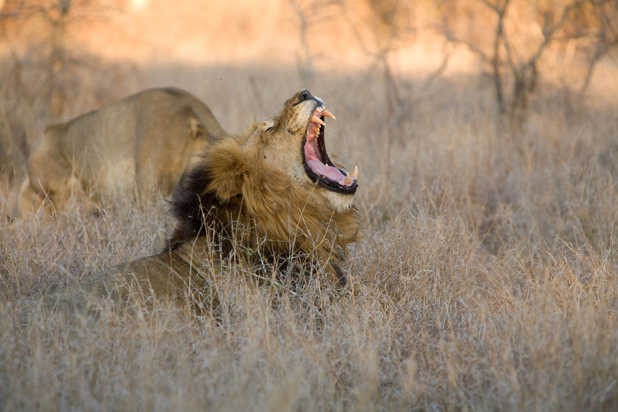 Canon EF 70-200mm F2.8L IS USM sample photo. A yawn at dawn photography
