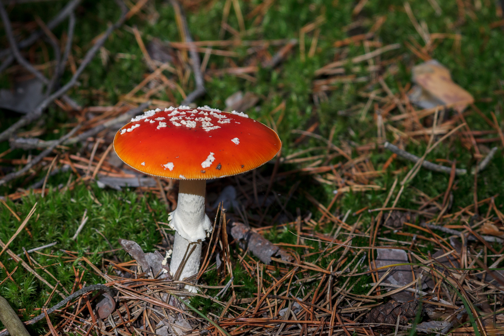 Canon EOS 500D (EOS Rebel T1i / EOS Kiss X3) + Canon EF 70-210mm f/4 sample photo. Amanita muscaria 2 photography