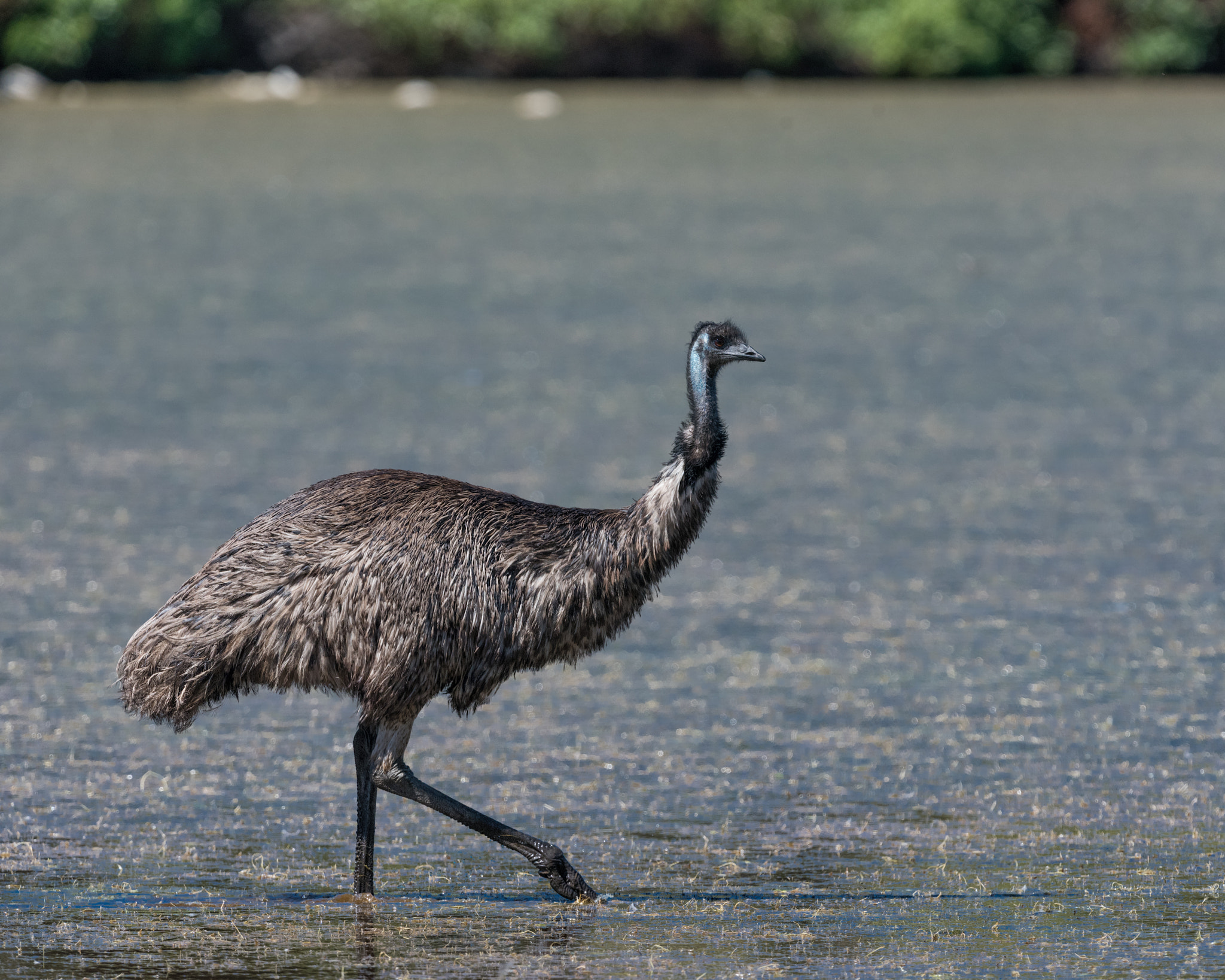 Nikon D810 + Nikon AF-S Nikkor 500mm F4G ED VR sample photo. Emu cools its "tootsies" photography