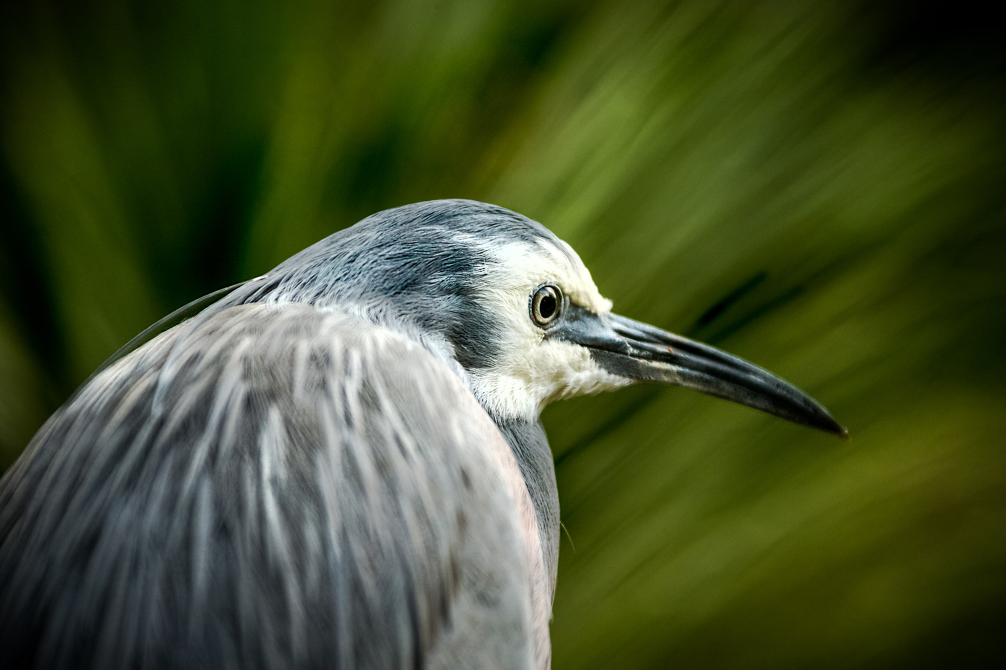 Canon EF 28-300mm F3.5-5.6L IS USM sample photo. Heron photography