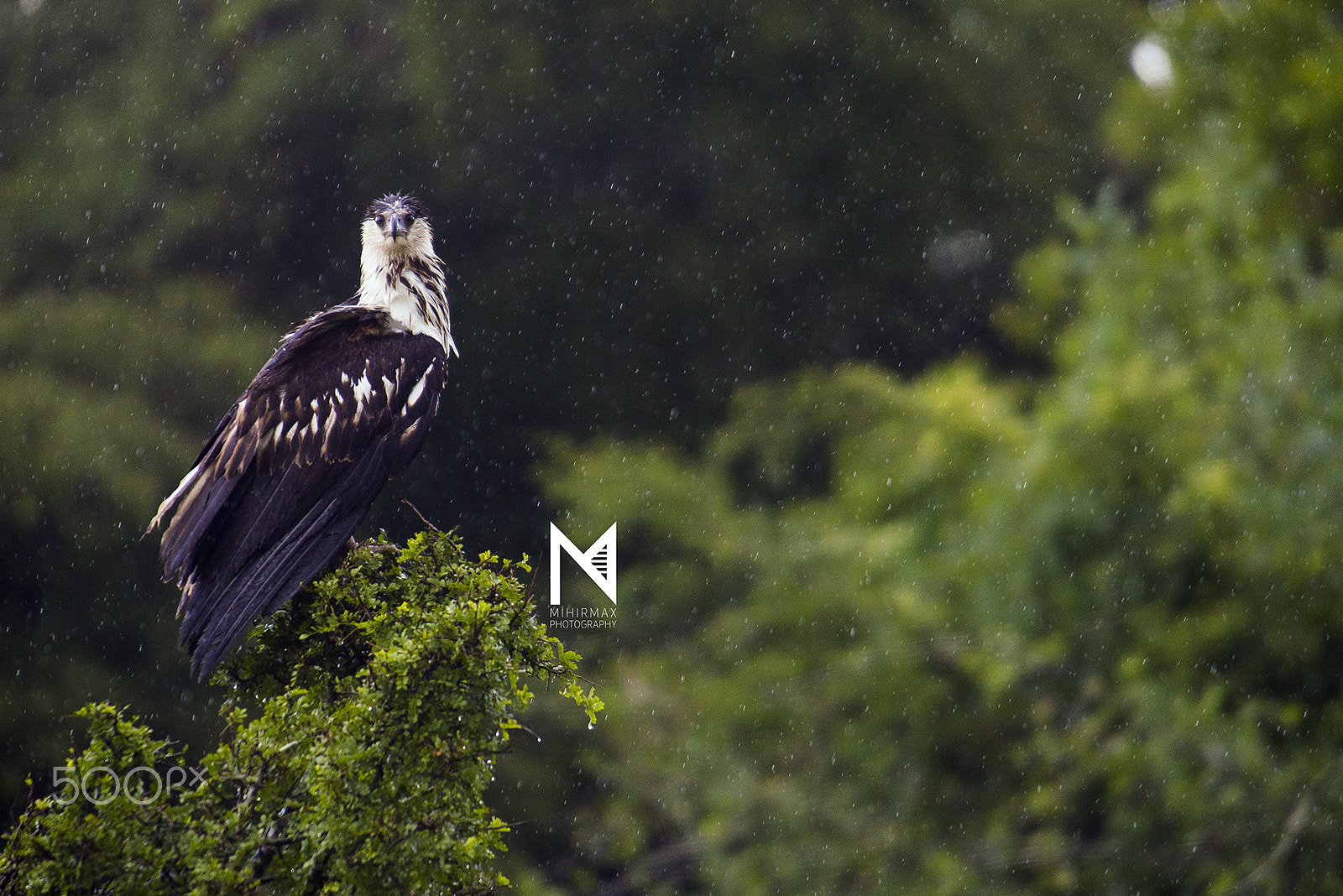 Nikon D800E sample photo. African fish eagle photography