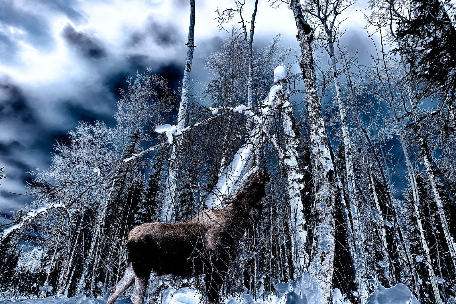 Nikon D810A + Nikon AF-S Nikkor 14-24mm F2.8G ED sample photo. Snowy moose photography