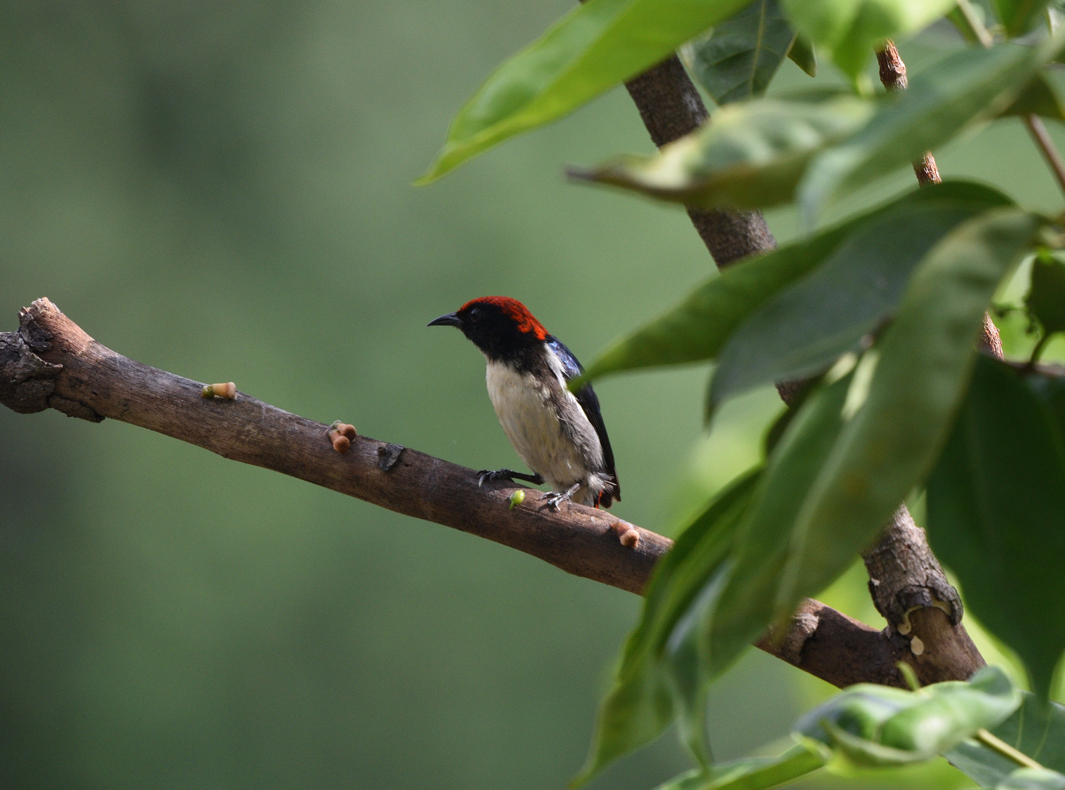 Nikon Nikkor AF-S 300mm F4E PF ED VR sample photo. Enjoying the scenery photography