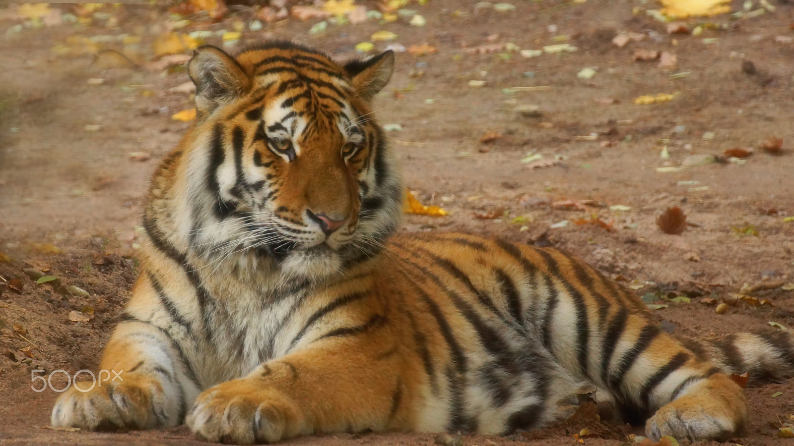 Tamron SP 70-300mm F4-5.6 Di USD sample photo. Tiger photography