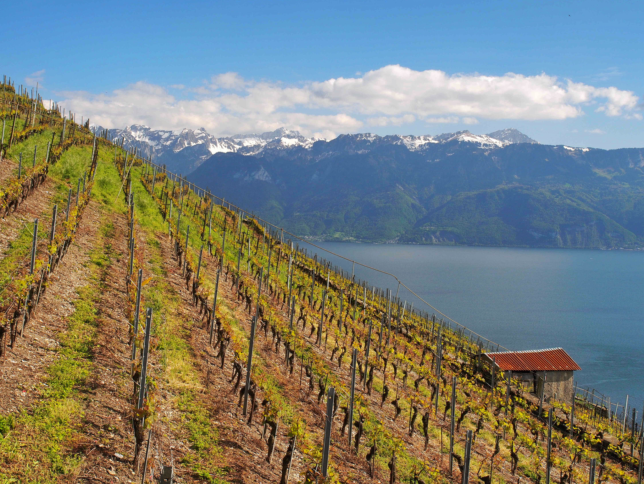 Olympus M.Zuiko Digital ED 12-40mm F2.8 Pro sample photo. Growing wine photography
