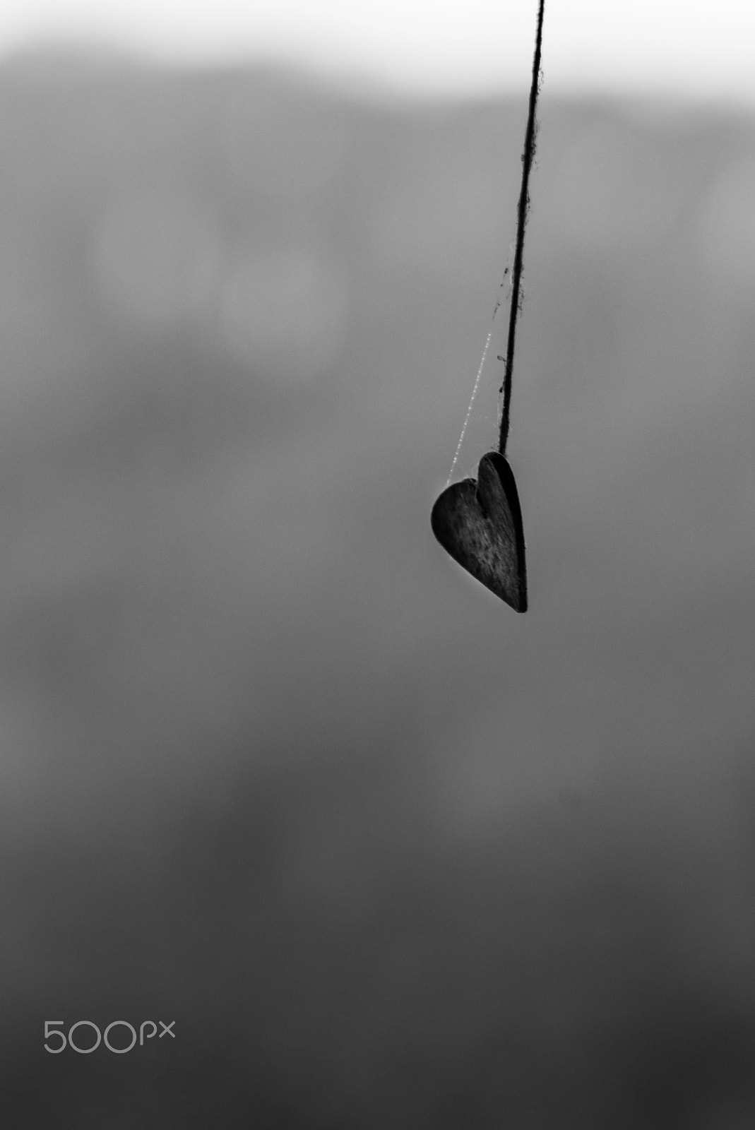 Tele-Elmarit 1:2.8/90 sample photo. Hanging by a thread photography