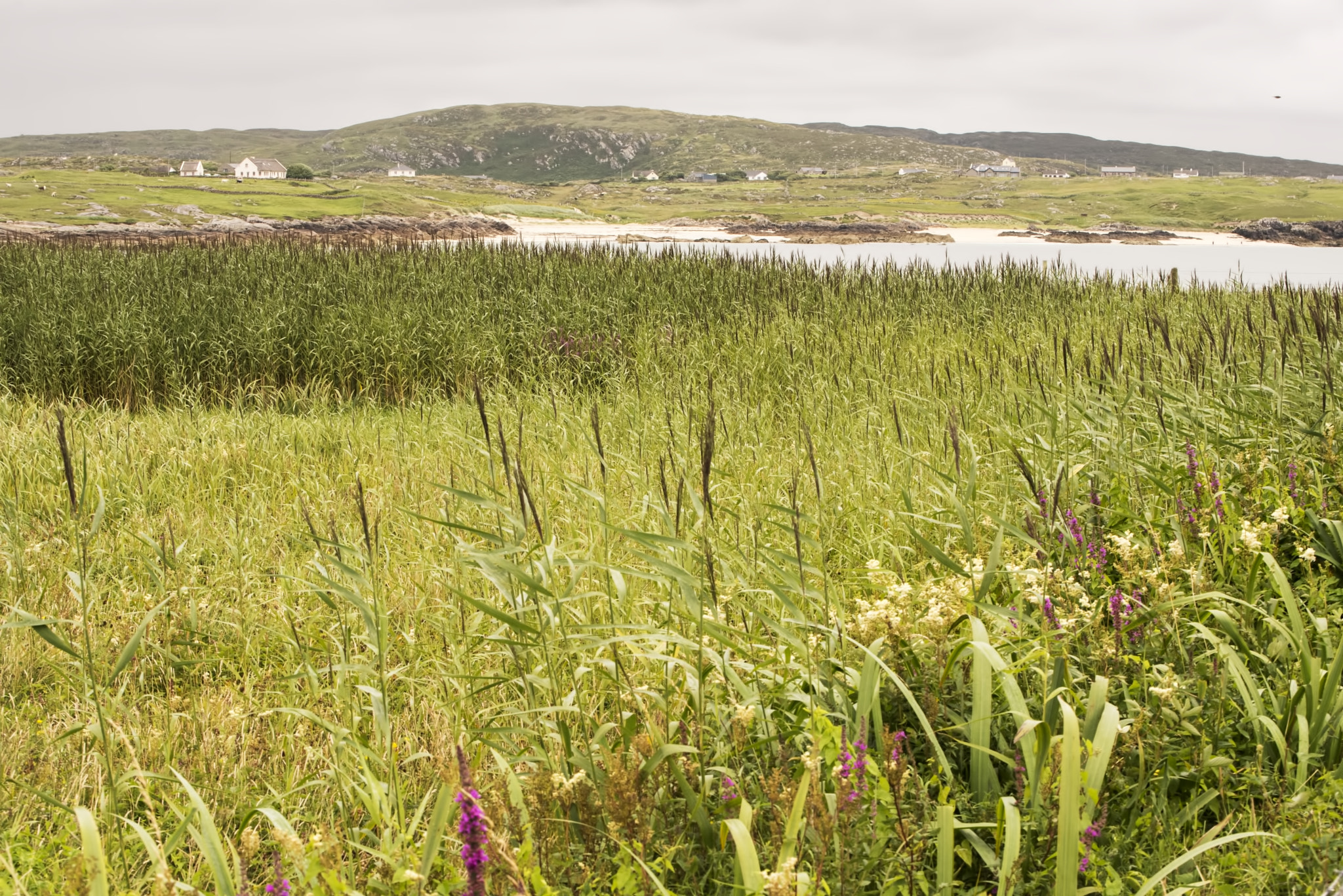 Nikon D600 sample photo. Reeds view (1) photography