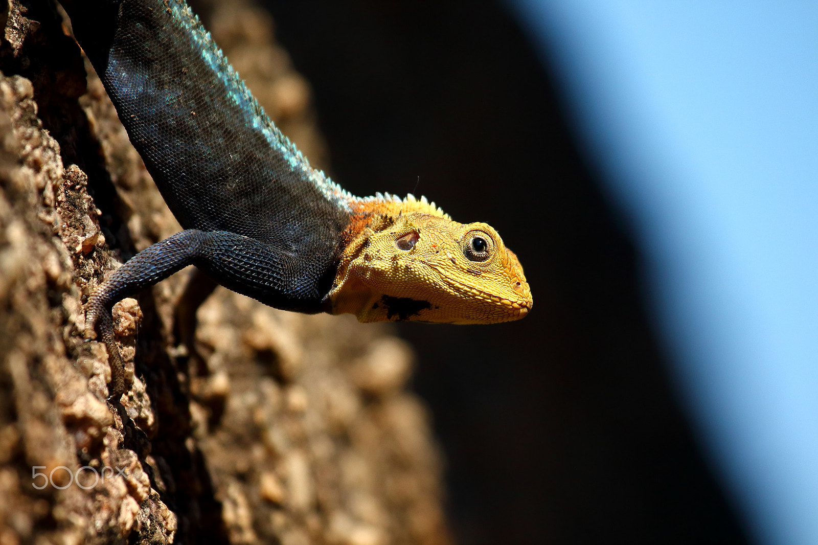 Canon EF 100-400mm F4.5-5.6L IS USM sample photo. Kirk's rock agama i photography