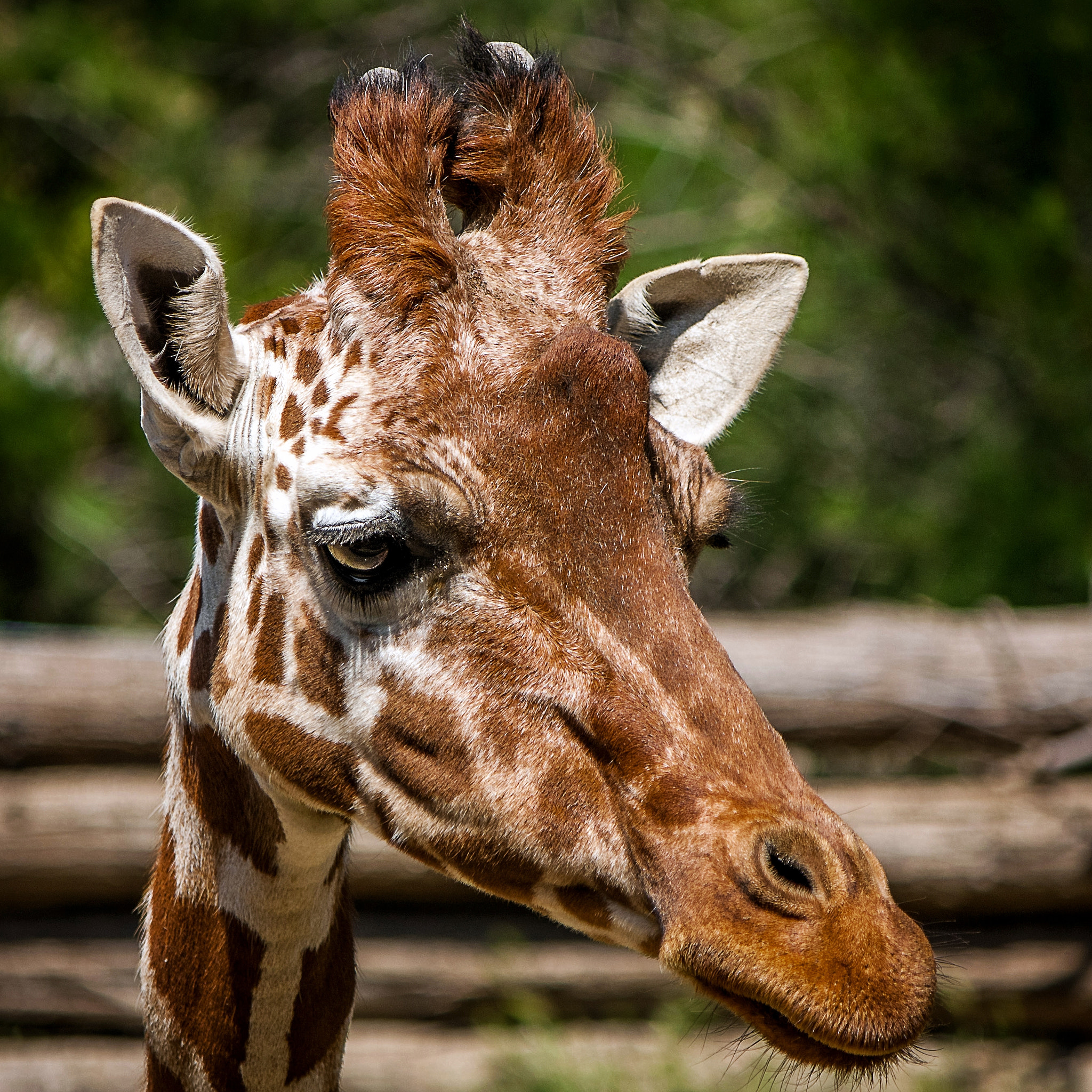 Canon EF-S 55-250mm F4-5.6 IS sample photo. Giraffe photography