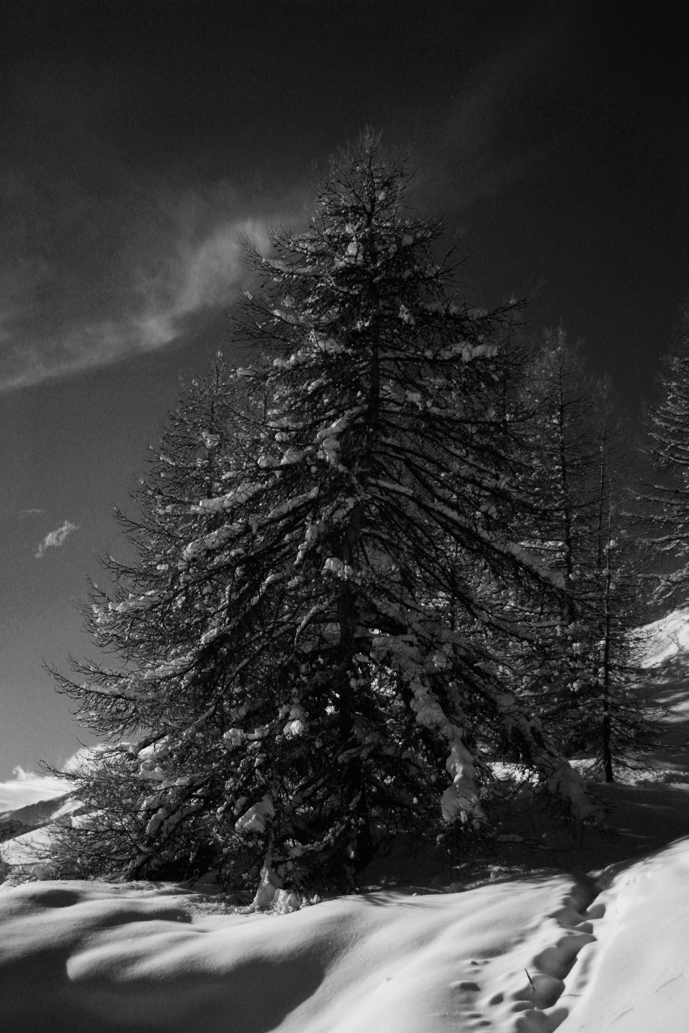 Canon EOS-1D Mark II + Canon EF 28-90mm f/4-5.6 sample photo. Sapin dans la neige photography