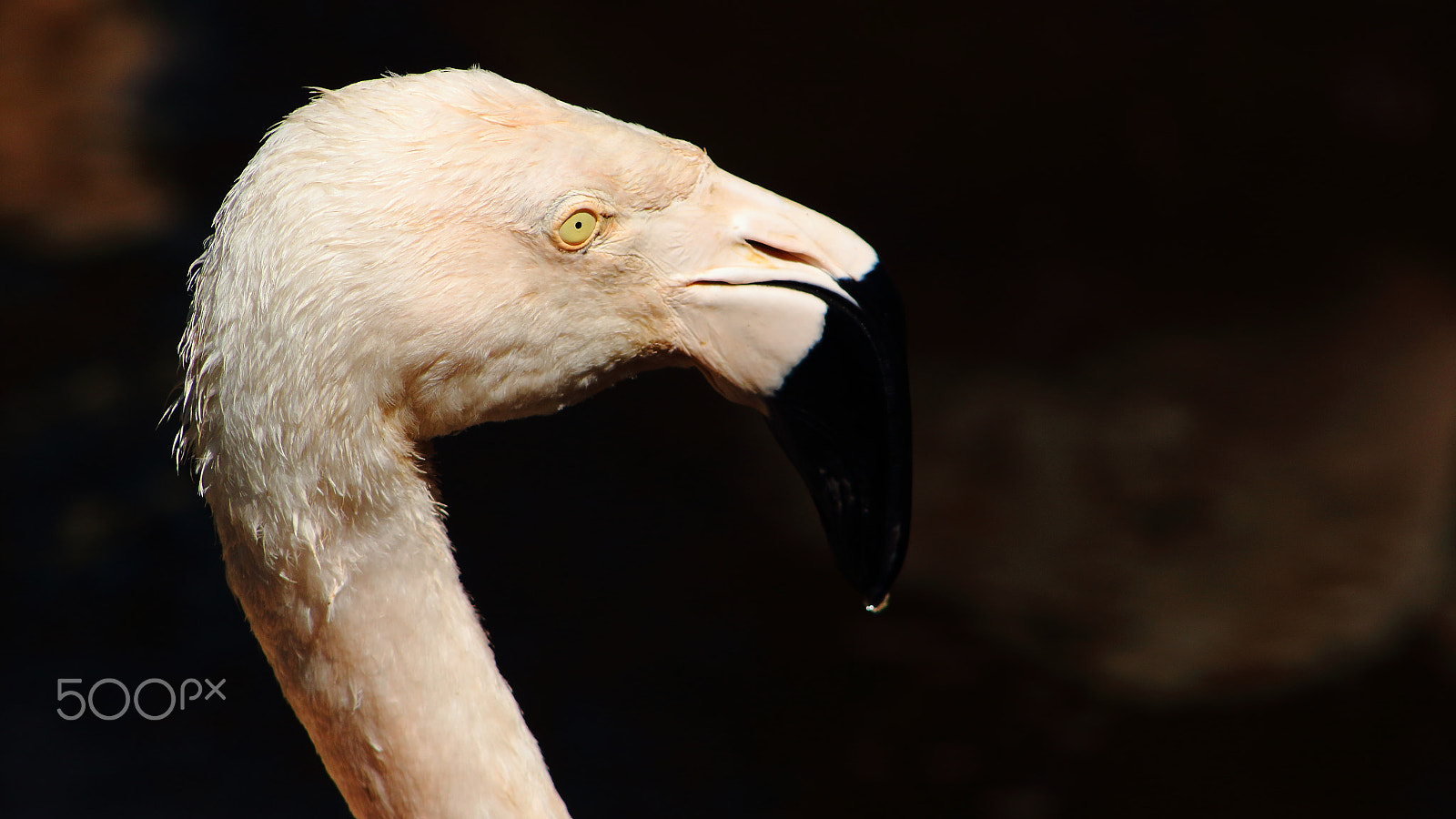 Canon EF 75-300mm f/4-5.6 USM sample photo. Flamingo photography