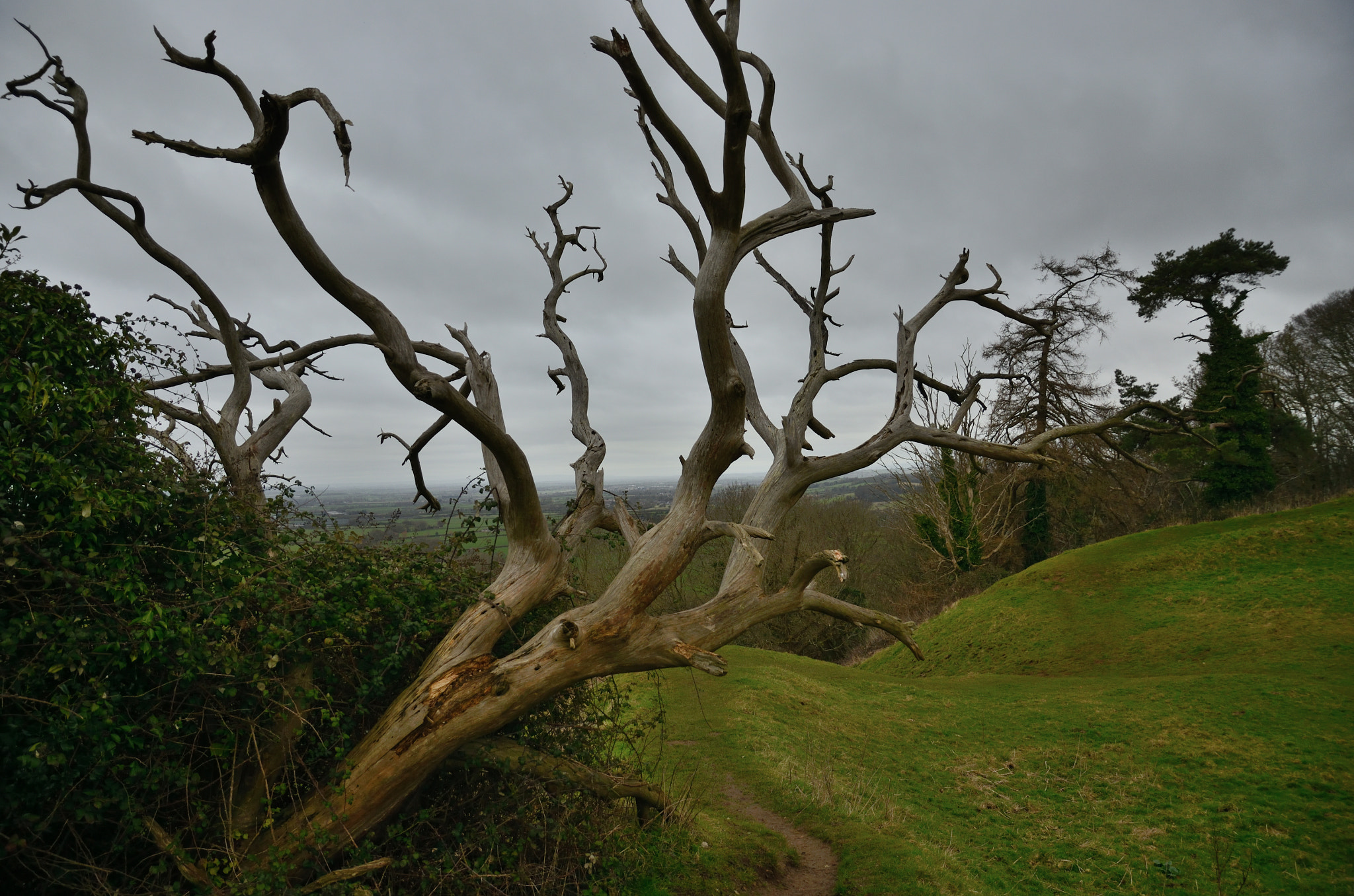 Nikon D5100 sample photo. Dead tree on cadbury castle photography