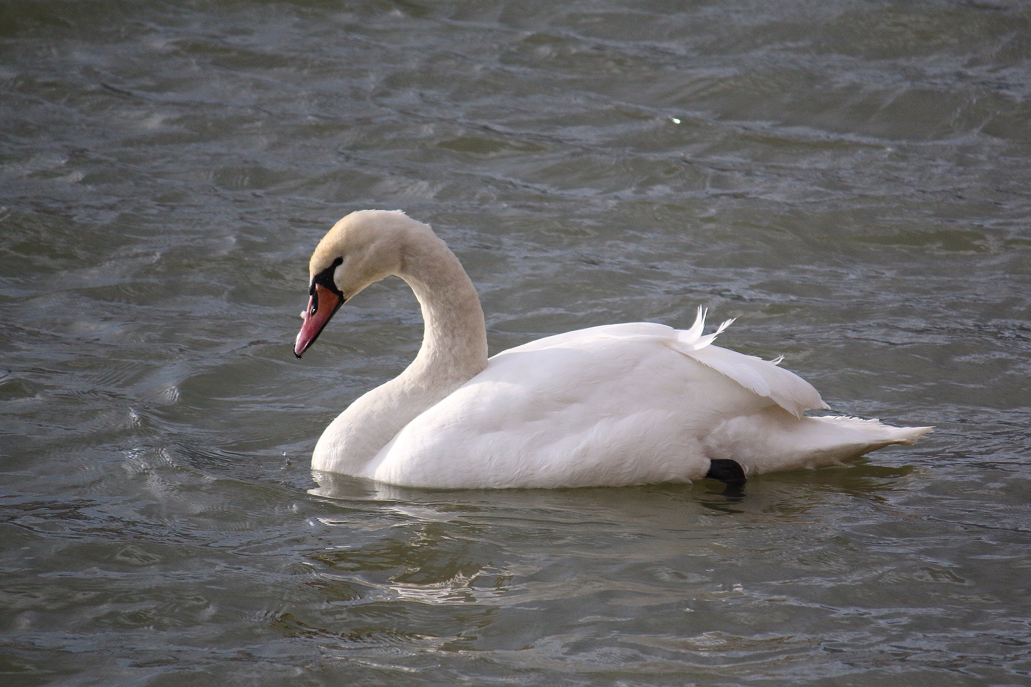 Canon EF-S 55-250mm F4-5.6 IS sample photo. Swan lake photography