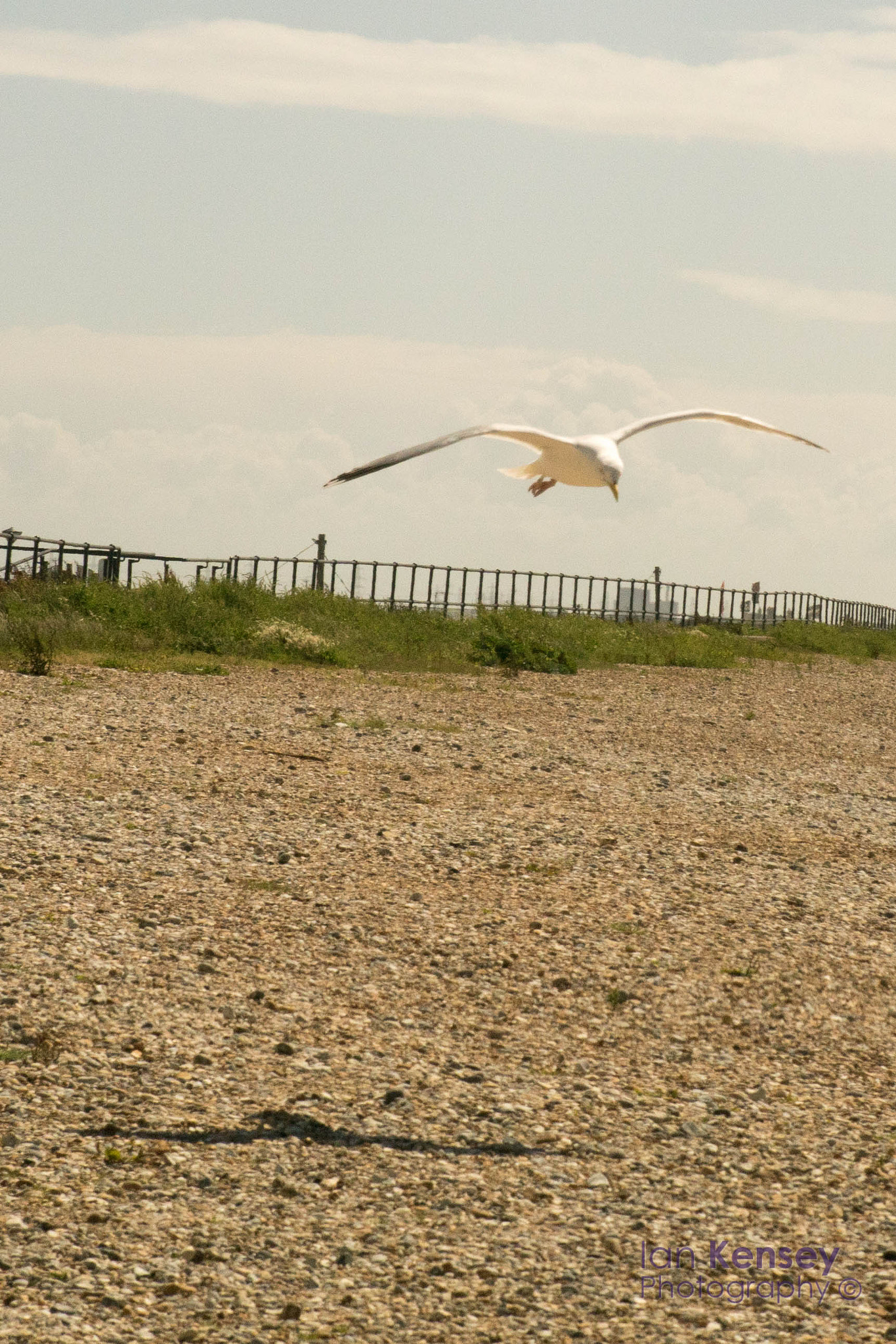 Sony ILCA-77M2 + Tamron SP 24-70mm F2.8 Di VC USD sample photo. Low flying photography