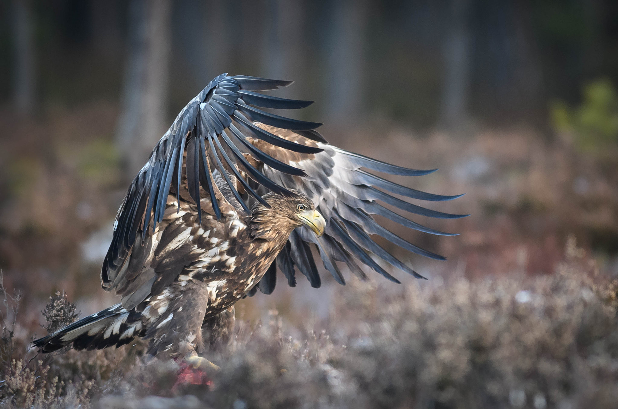 Nikon AF-S Nikkor 300mm F2.8G ED VR II sample photo. Catch photography