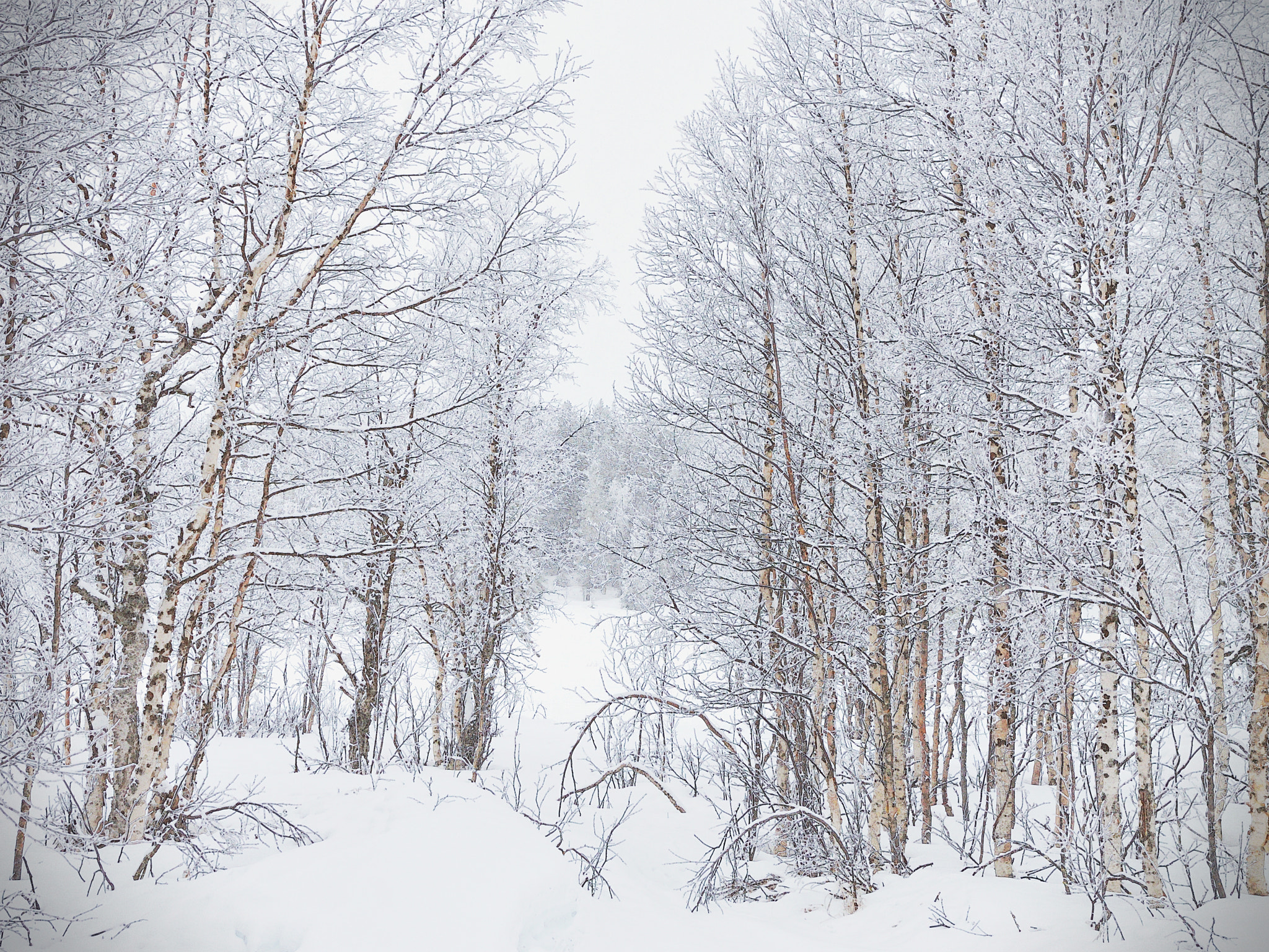 Nikon D5100 sample photo. Frozen birches photography