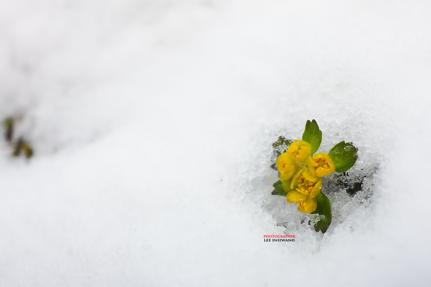 ZEISS Makro-Planar T* 50mm F2 sample photo. Just feel the nature - chrysosplenium pilosum photography