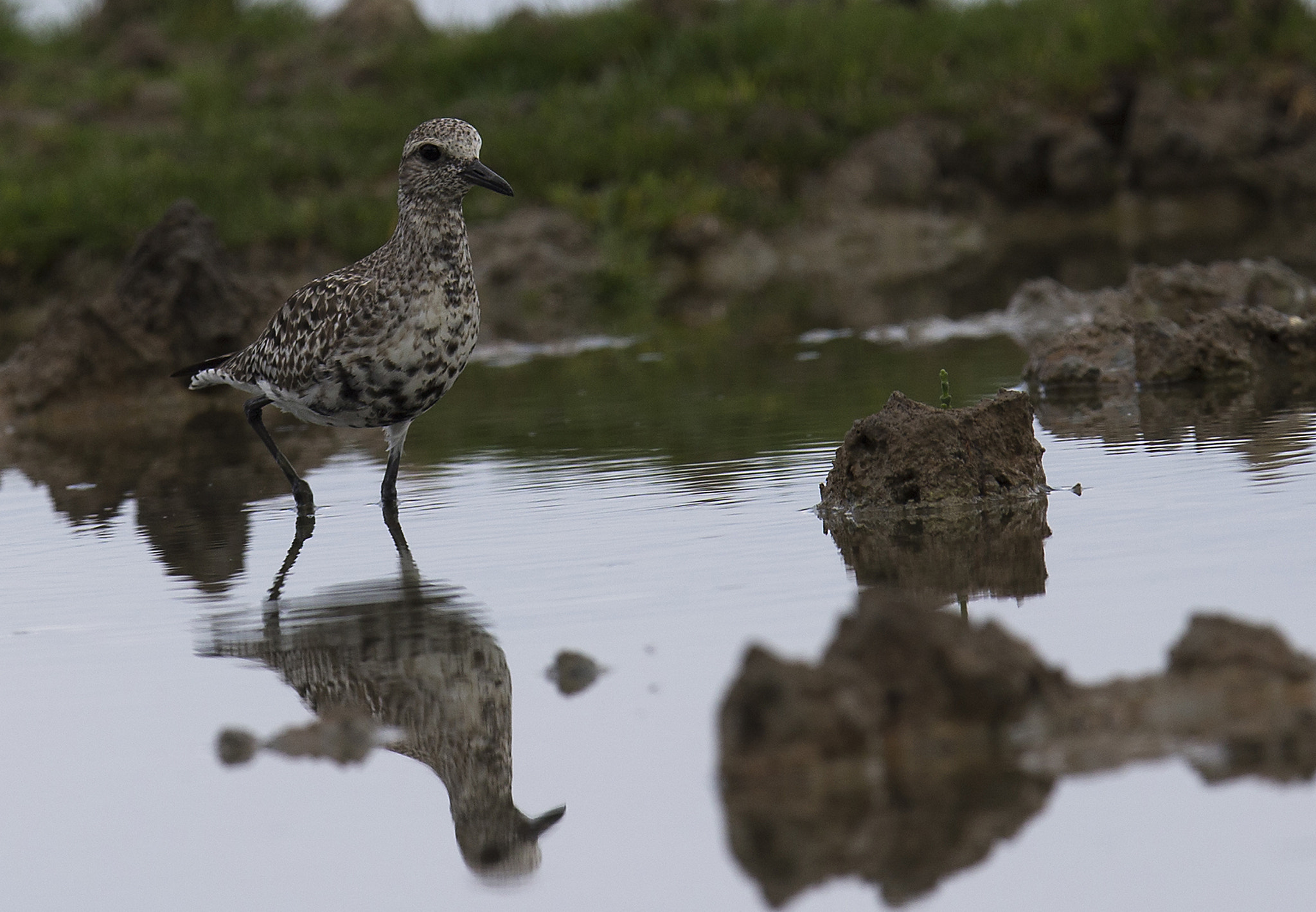 Canon EOS-1D X + Canon EF 400mm F2.8L IS II USM sample photo. Grey plover photography