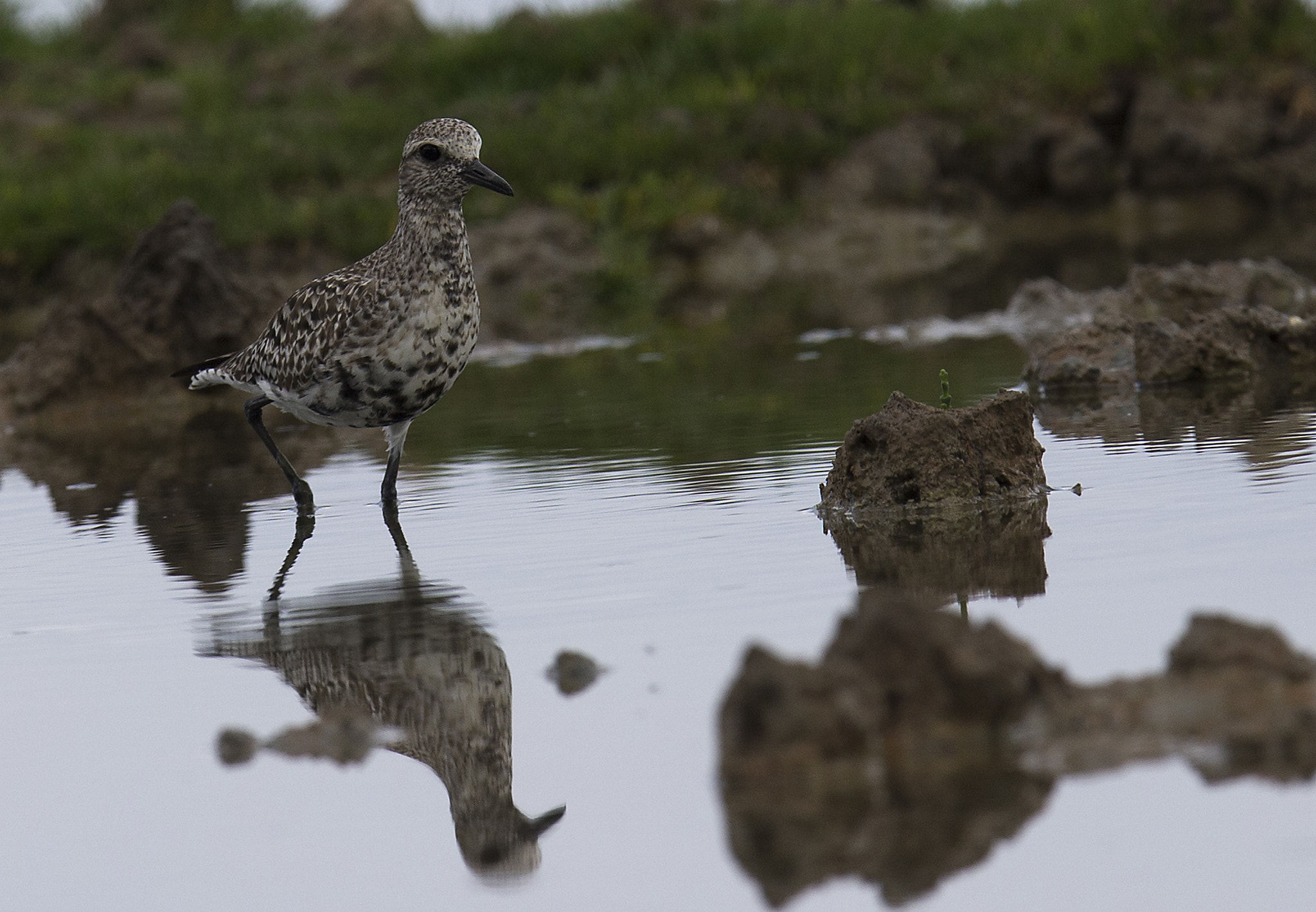 Canon EF 400mm F2.8L IS II USM sample photo. Grey plover photography