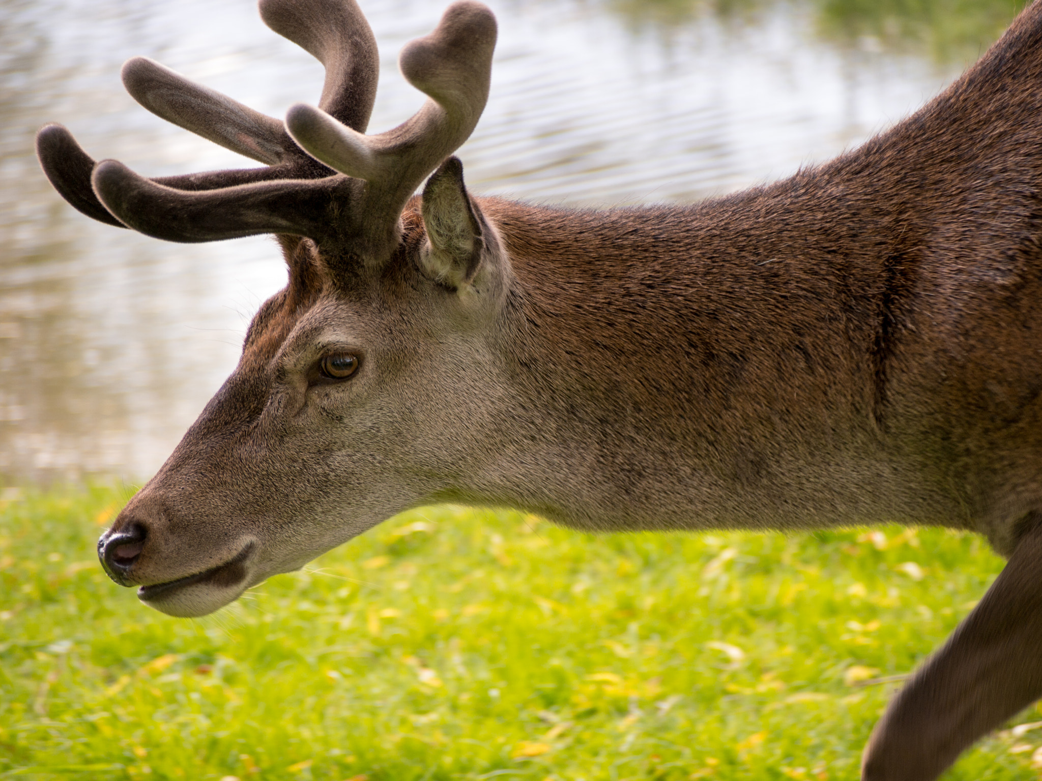 Olympus PEN E-PL3 sample photo. Deer photography