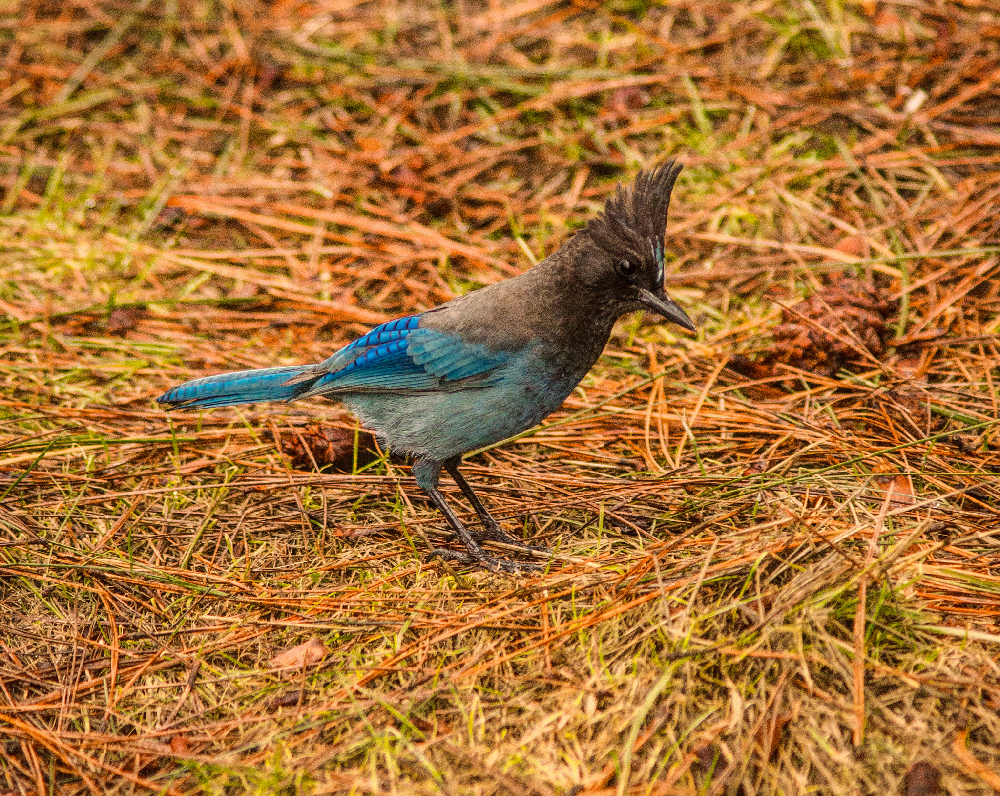 Sony a99 II + Minolta AF 200mm F2.8 HS-APO G sample photo. Stellar jay photography