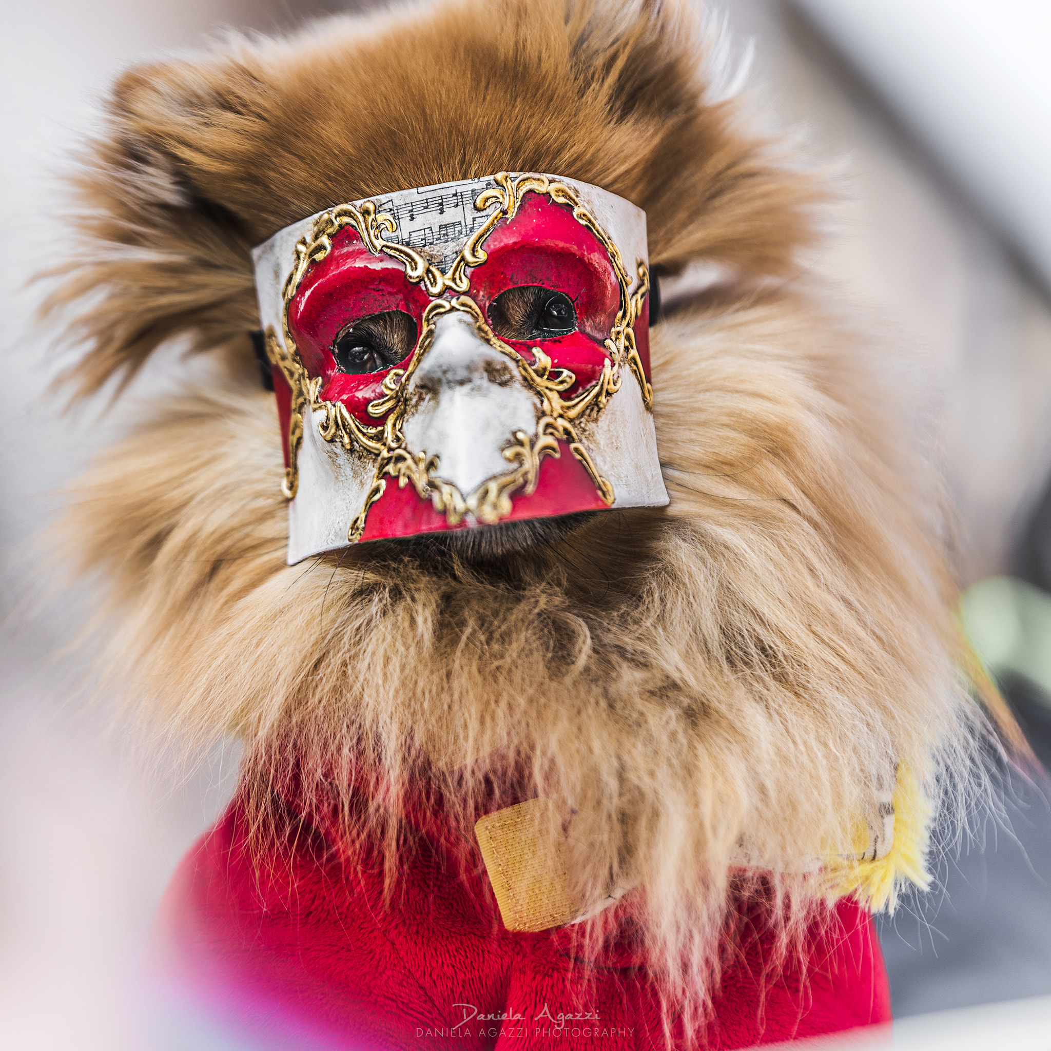Tamron SP 70-200mm F2.8 Di VC USD sample photo. The masked dog photography