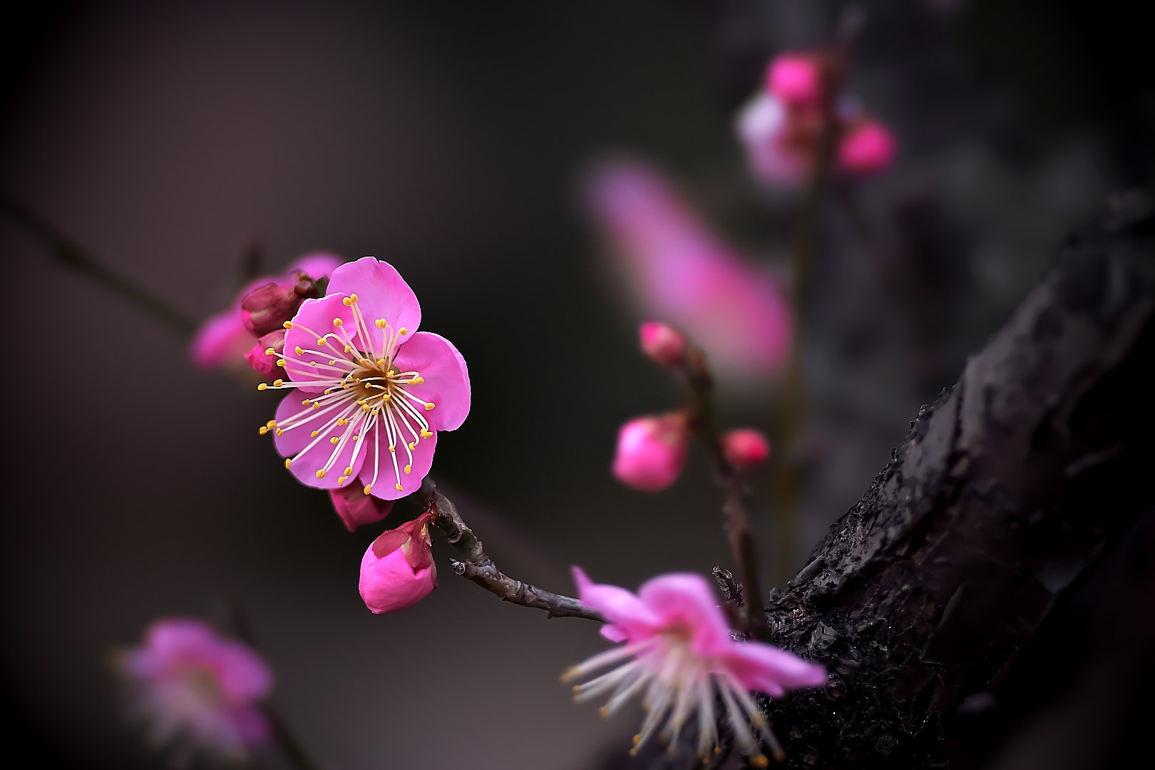 135mm F2.8[T4.5] STF sample photo. Pink plum photography