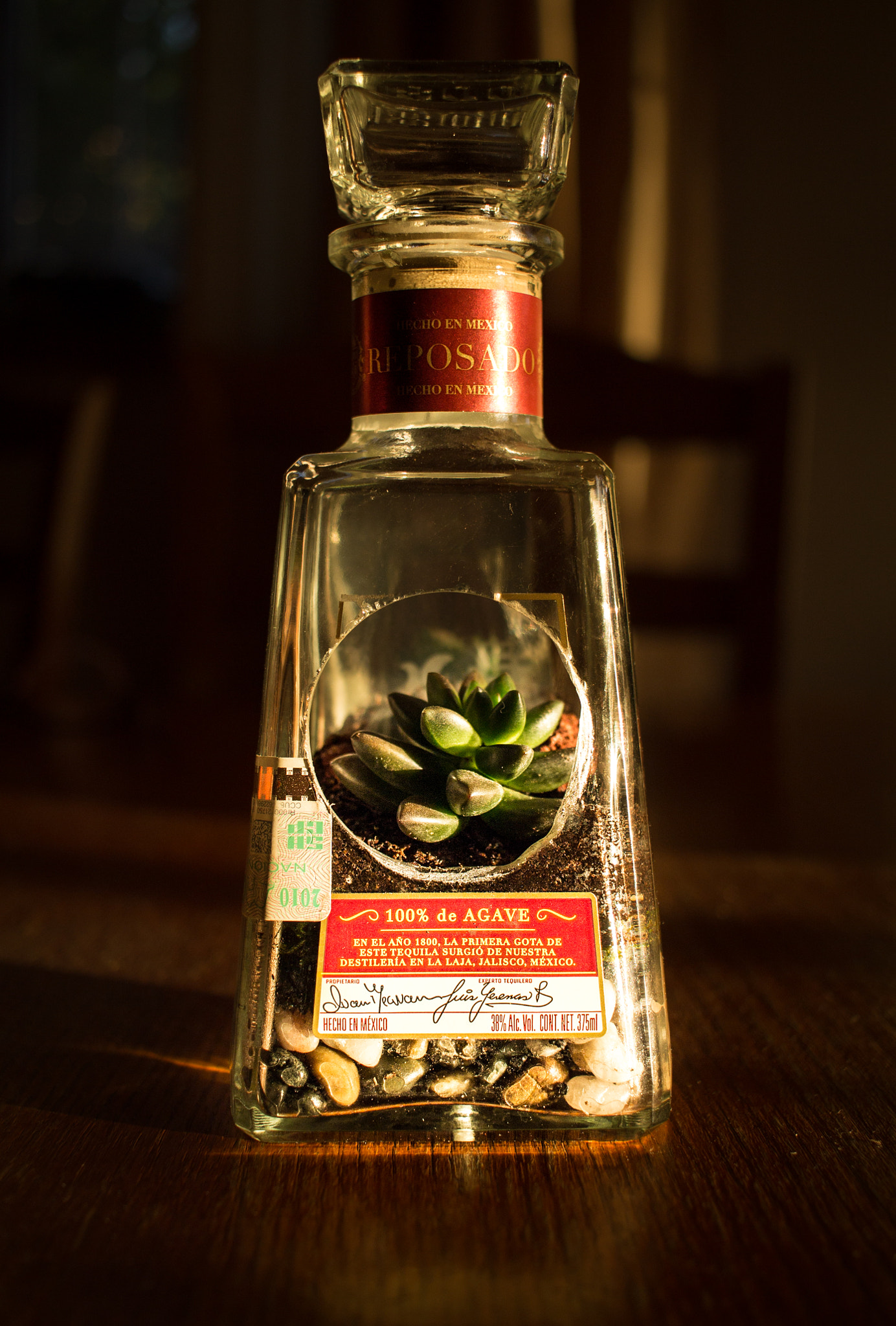 Canon EF-S 24mm F2.8 STM sample photo. Suculenta photography