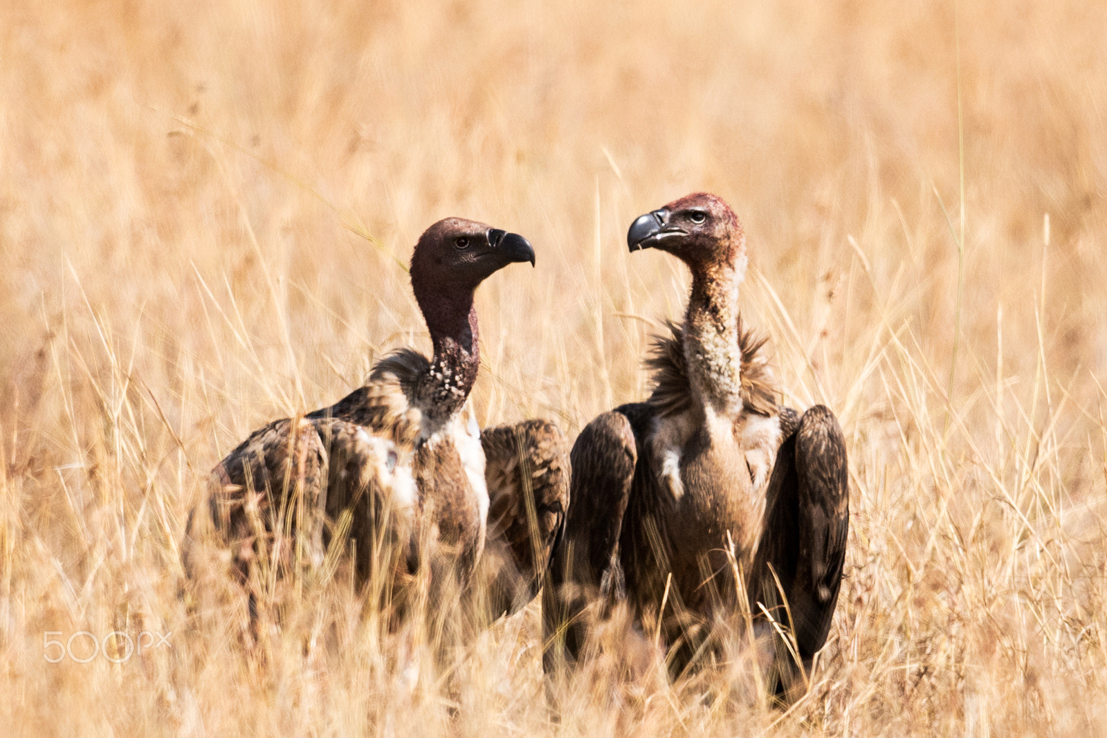 Nikon D5 + Nikon AF-S Nikkor 500mm F4G ED VR sample photo. Statler & waldorf - vultures photography