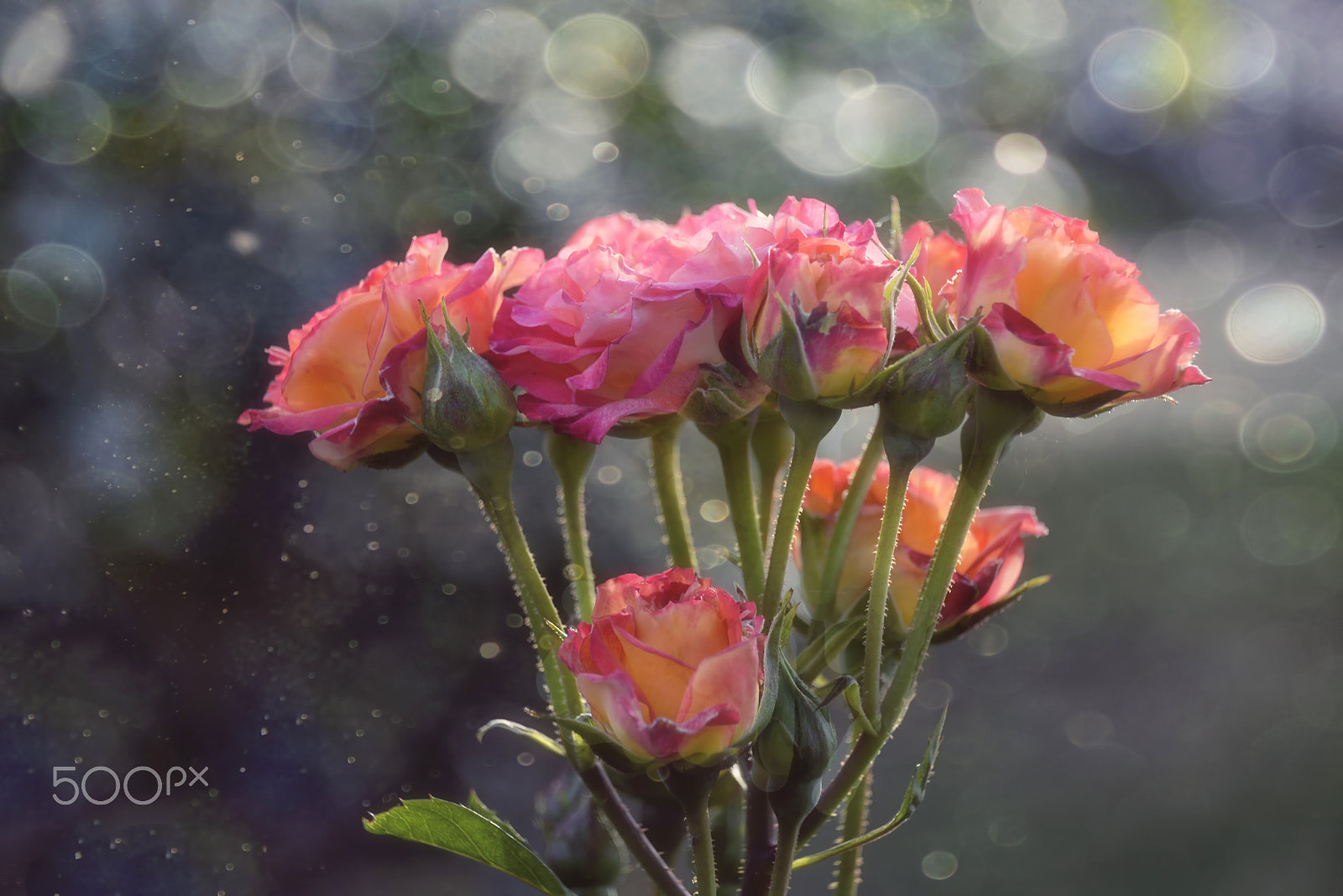 Nikon D800E sample photo. The year of the rose photography