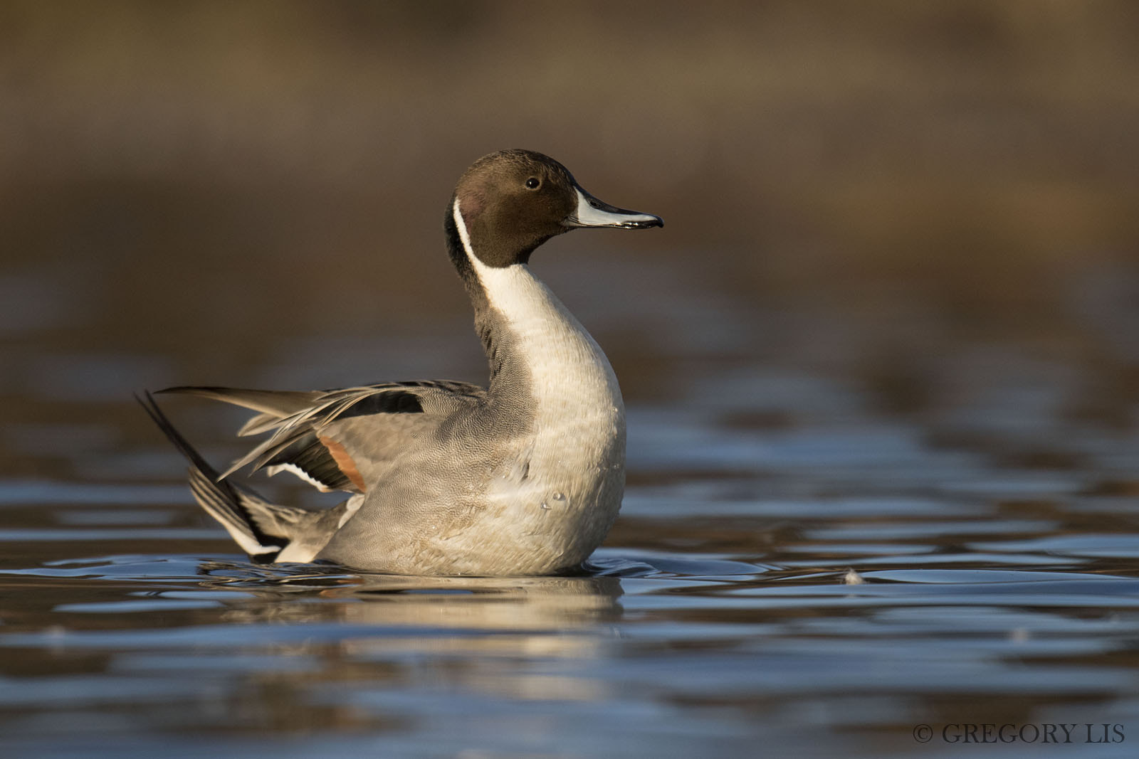 Nikon D810 + Nikon AF-S Nikkor 500mm F4G ED VR sample photo. Northern pintail photography