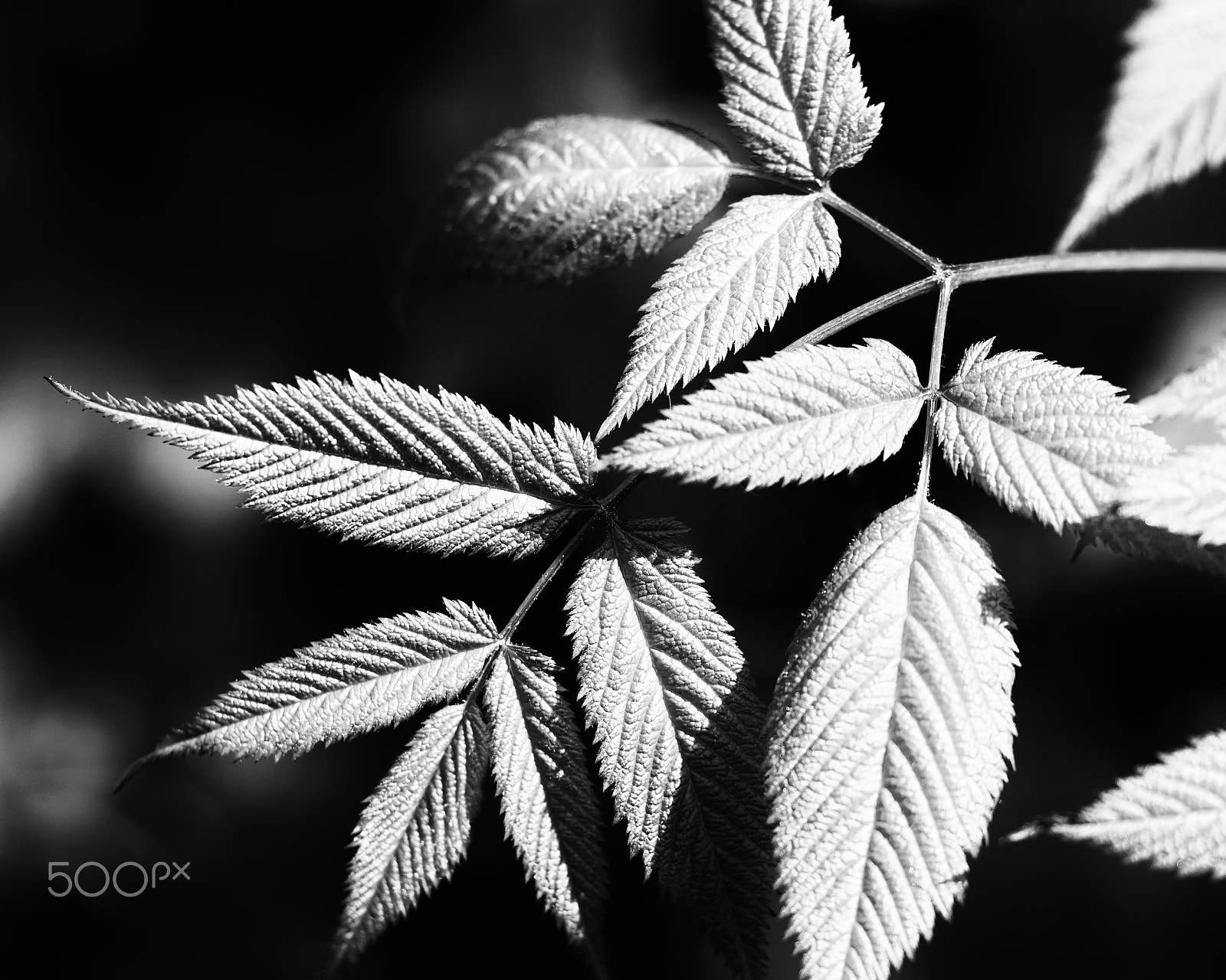 Olympus M.Zuiko Digital ED 60mm F2.8 Macro sample photo. Simply mono photography