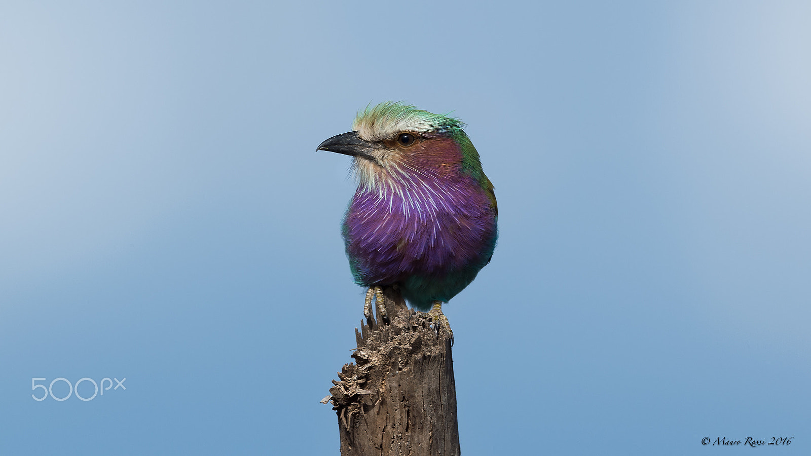Nikon AF-S Nikkor 500mm F4E FL ED VR sample photo. Ghiandaia marina pettolilla - lilac-breasted rolle photography
