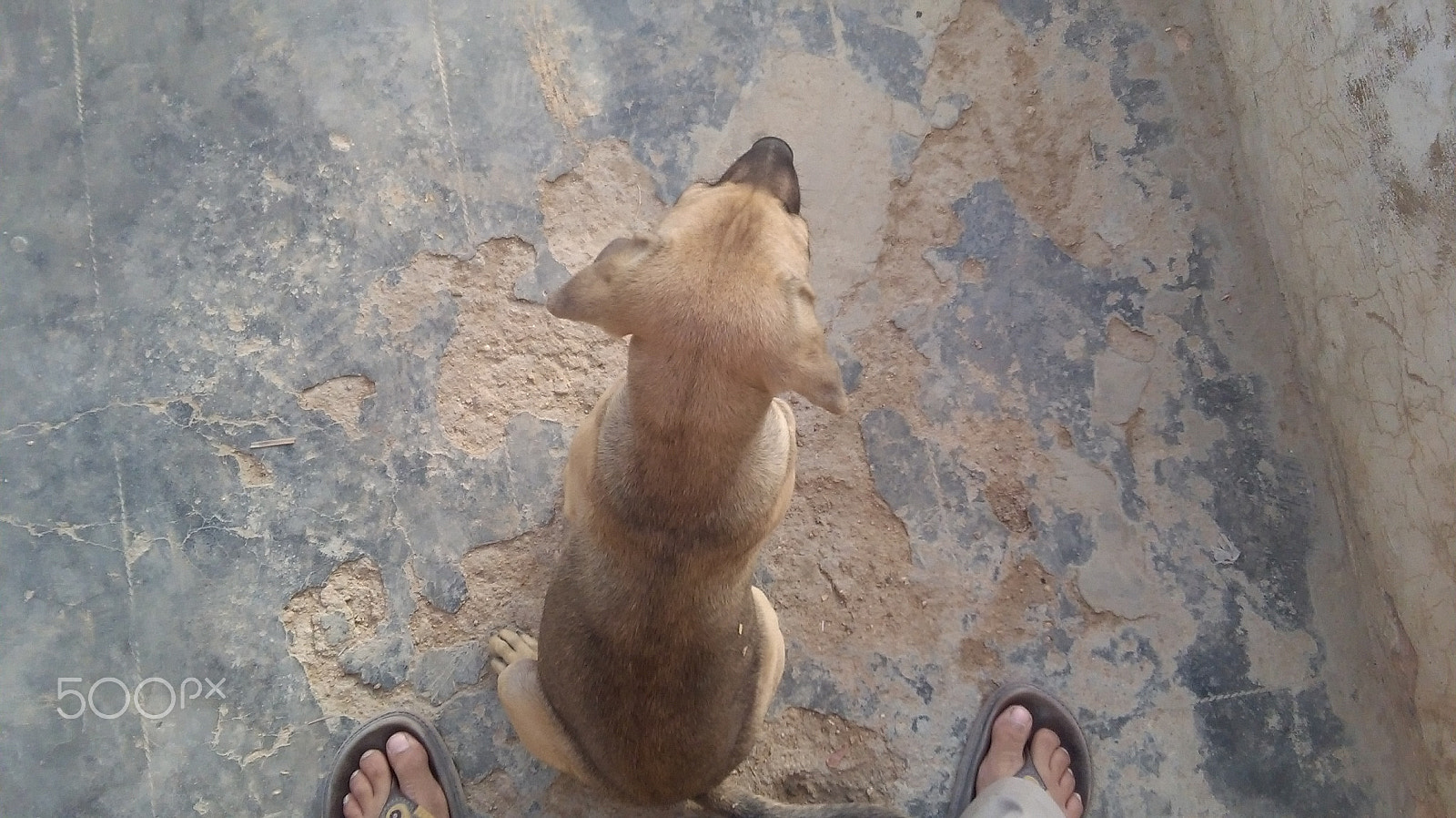 HUAWEI Y6 sample photo. Sitting dog photography