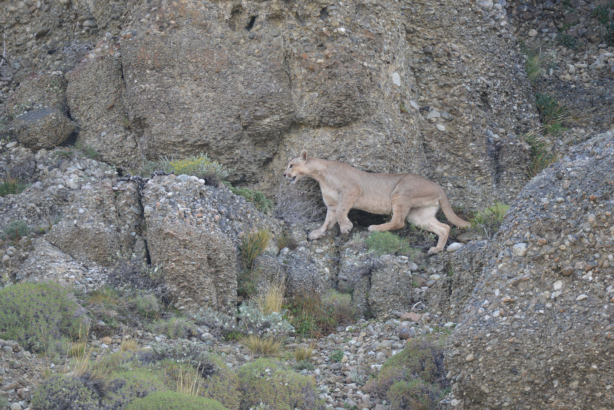 Sigma 150-600mm F5-6.3 DG OS HSM | S sample photo. Puma torres photography