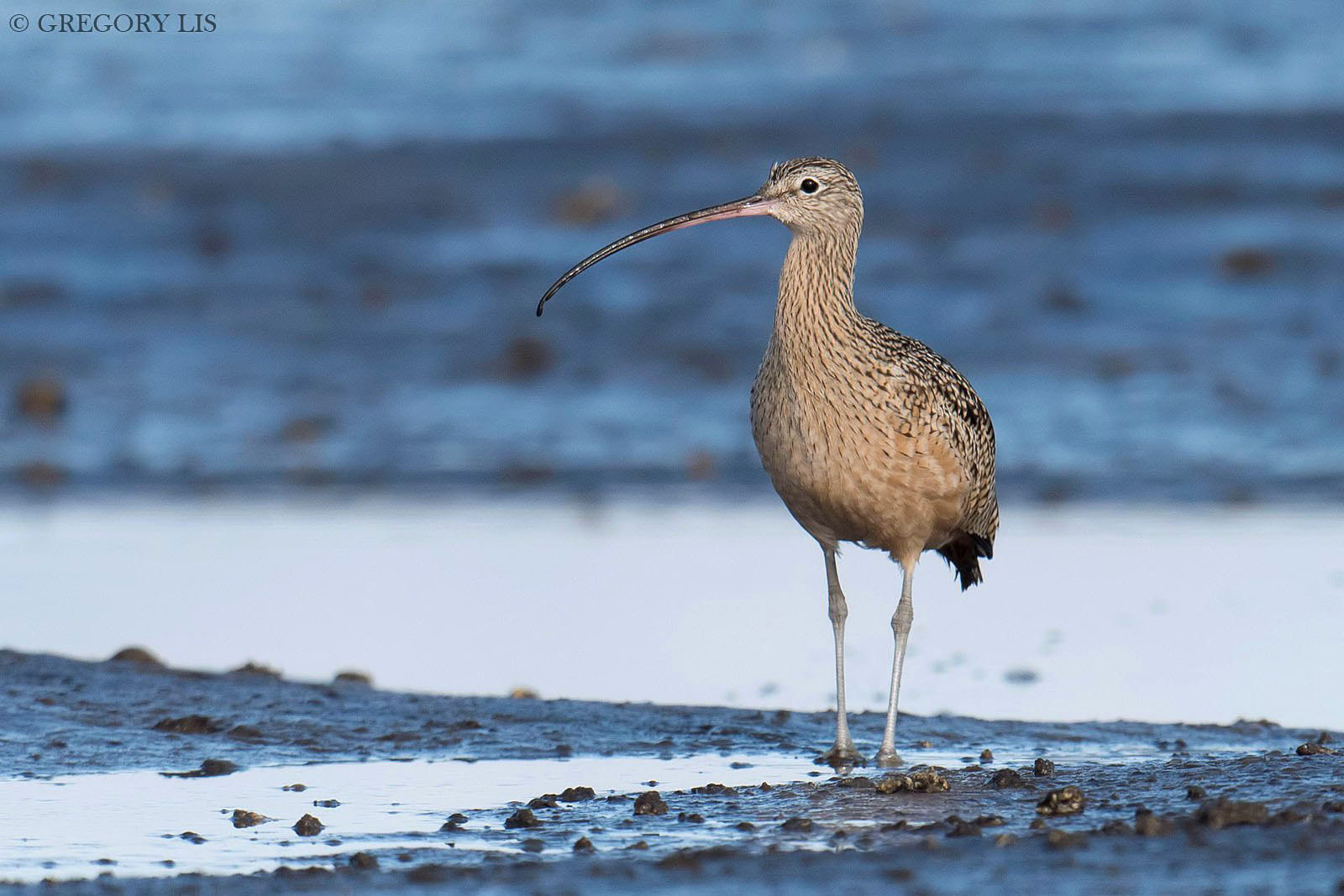 Nikon D810 + Nikon AF-S Nikkor 500mm F4G ED VR sample photo. Long-billed curlew photography