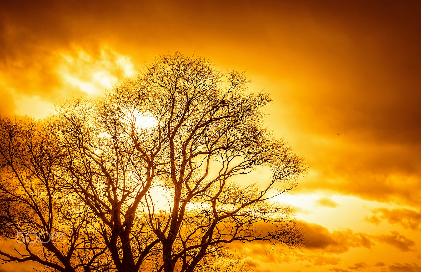 Sony Alpha NEX-6 sample photo. Tree photography
