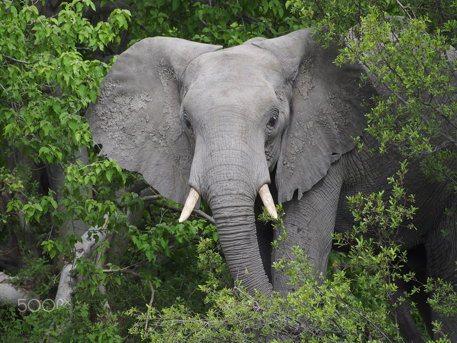 Olympus OM-D E-M5 sample photo. Elephant in the bushes photography
