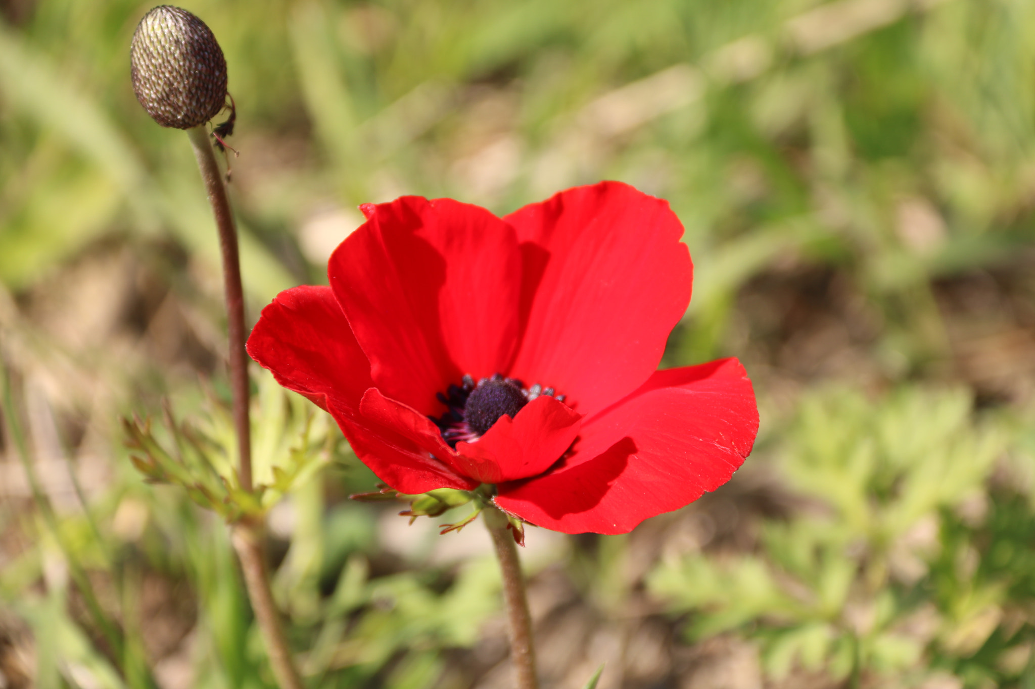 Canon EOS 760D (EOS Rebel T6s / EOS 8000D) sample photo. Img photography