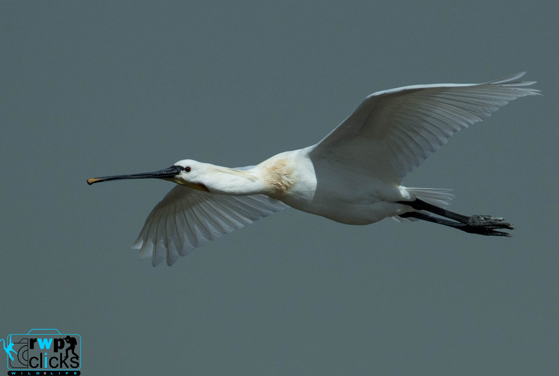 Canon EF 500mm F4L IS USM sample photo. Eurasian spoonbill  photography