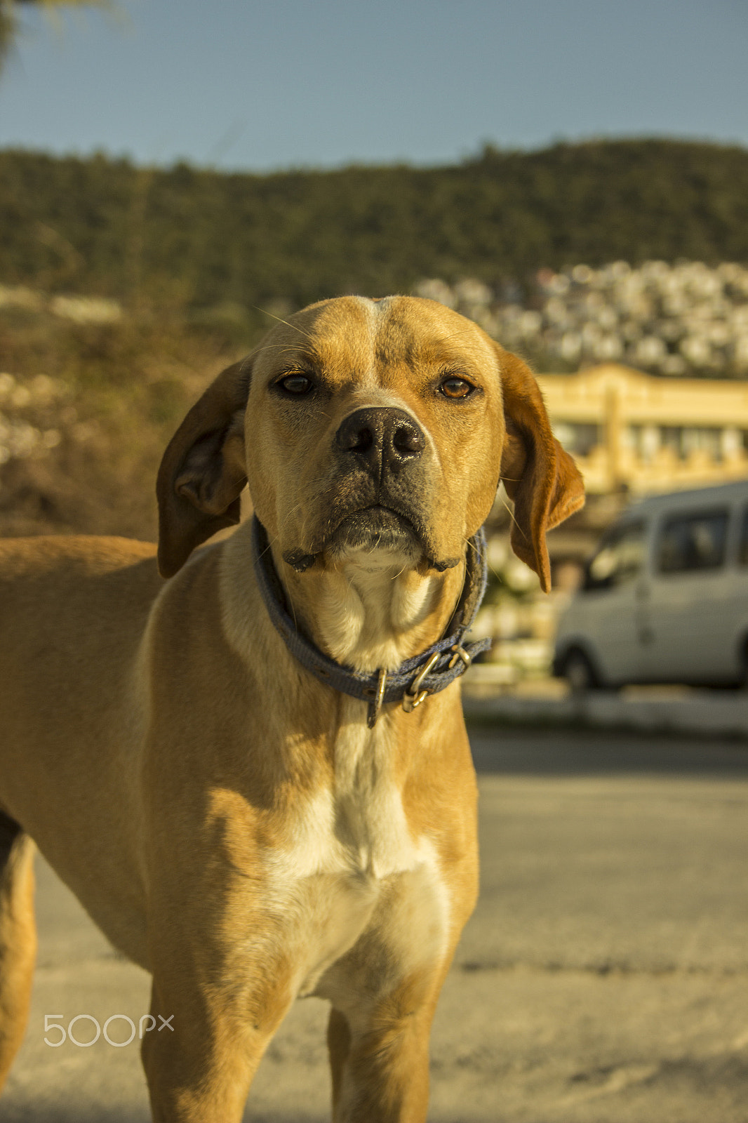 Canon EF-S 18-55mm F3.5-5.6 II sample photo. Sert bakış photography