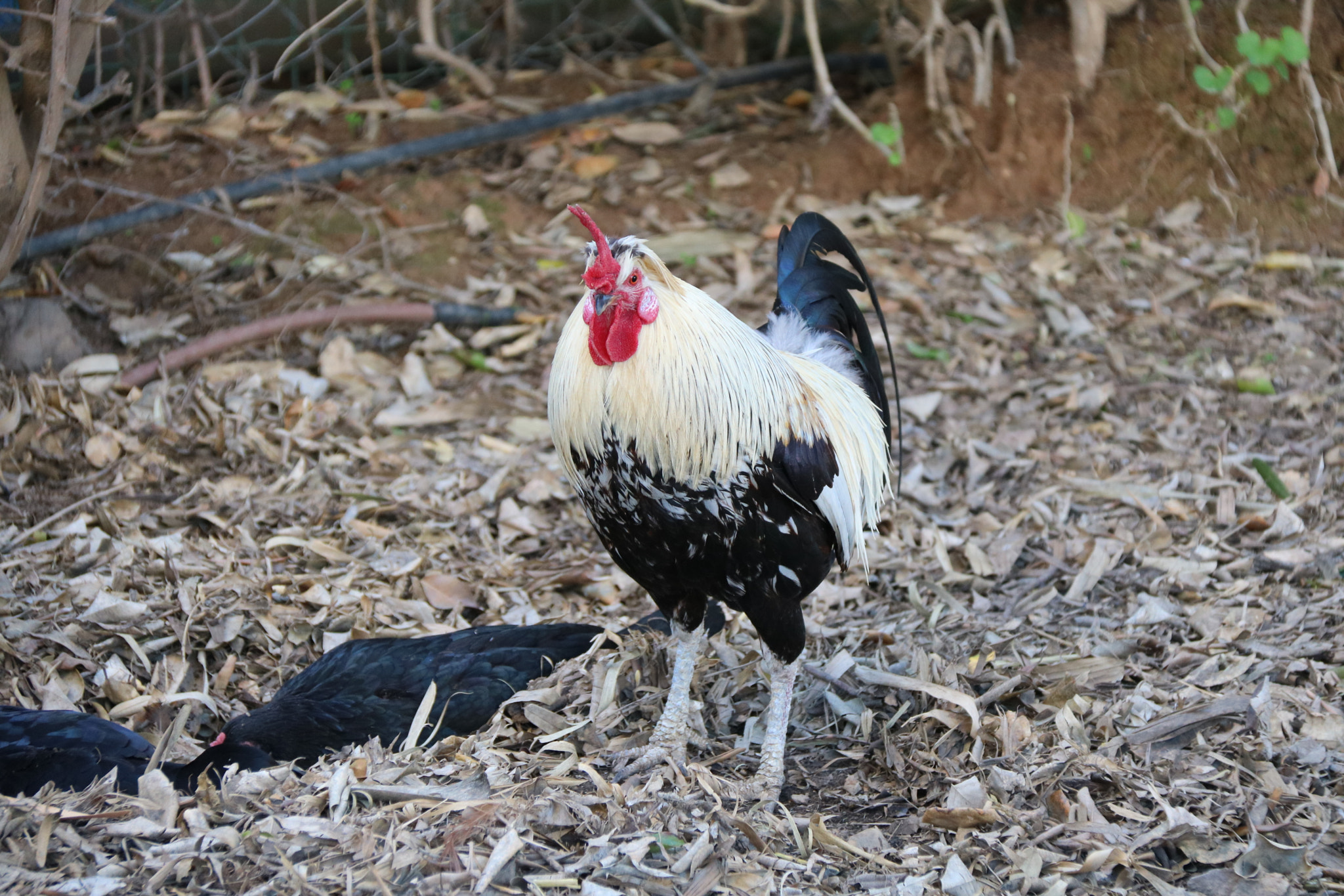 Canon EOS 760D (EOS Rebel T6s / EOS 8000D) sample photo. Img photography